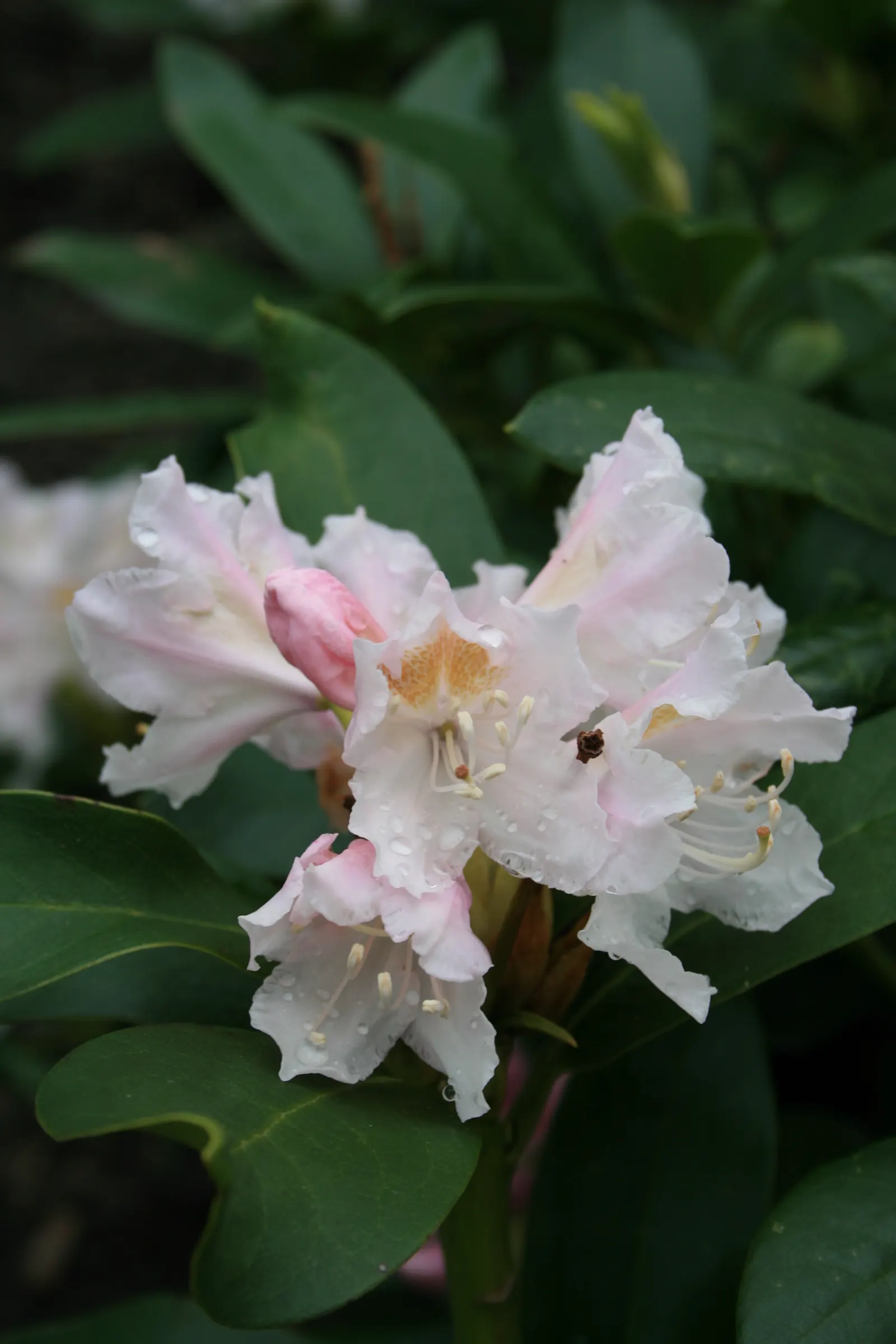Cunningham's White Rhododendron (Rhododendron 'Cunningham's White') — The blossoms are funnel-shaped and arranged in domed trusses
