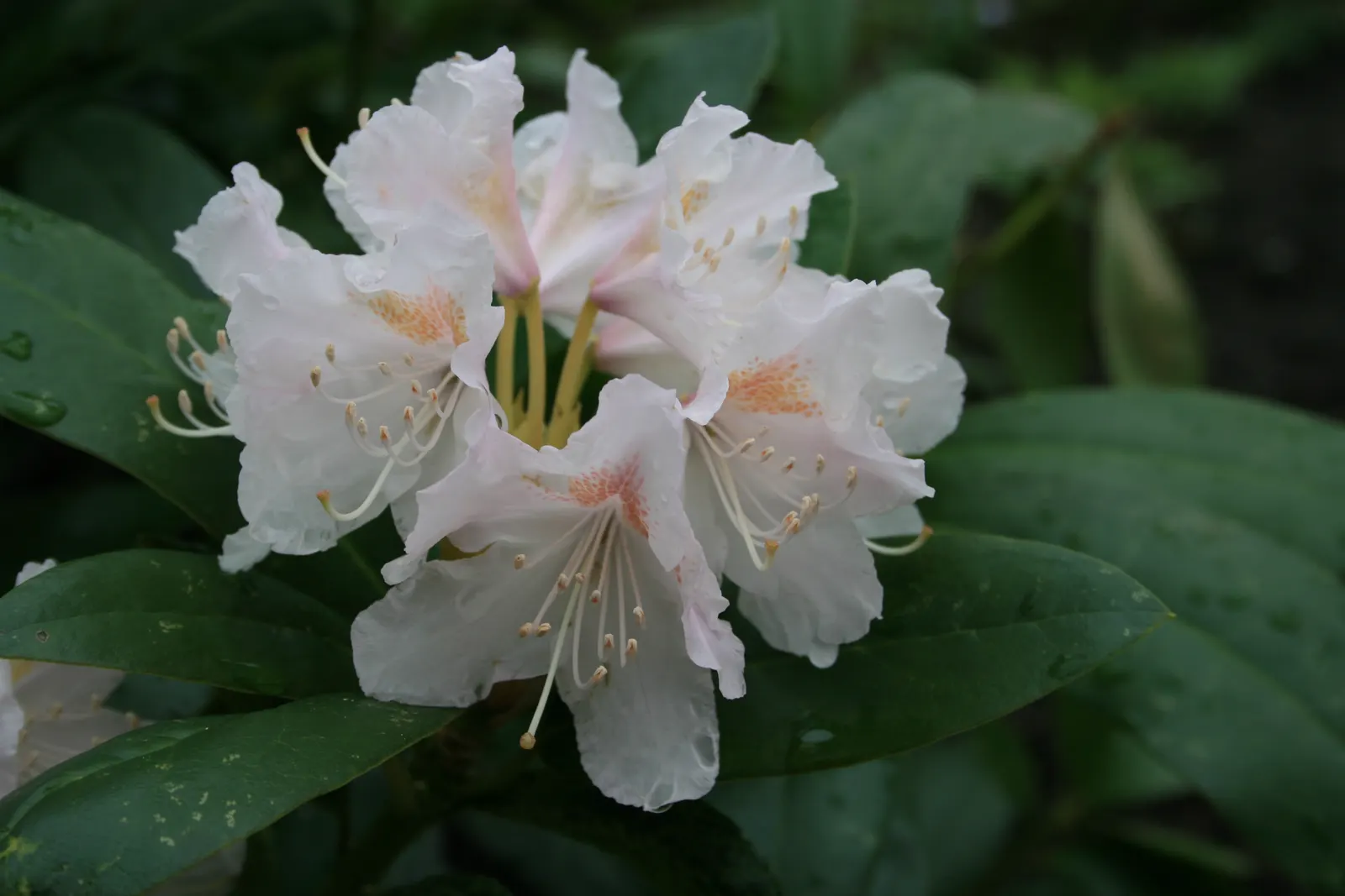 Cunningham's White Rhododendron (Rhododendron 'Cunningham's White') — each measuring up to 4 inches across