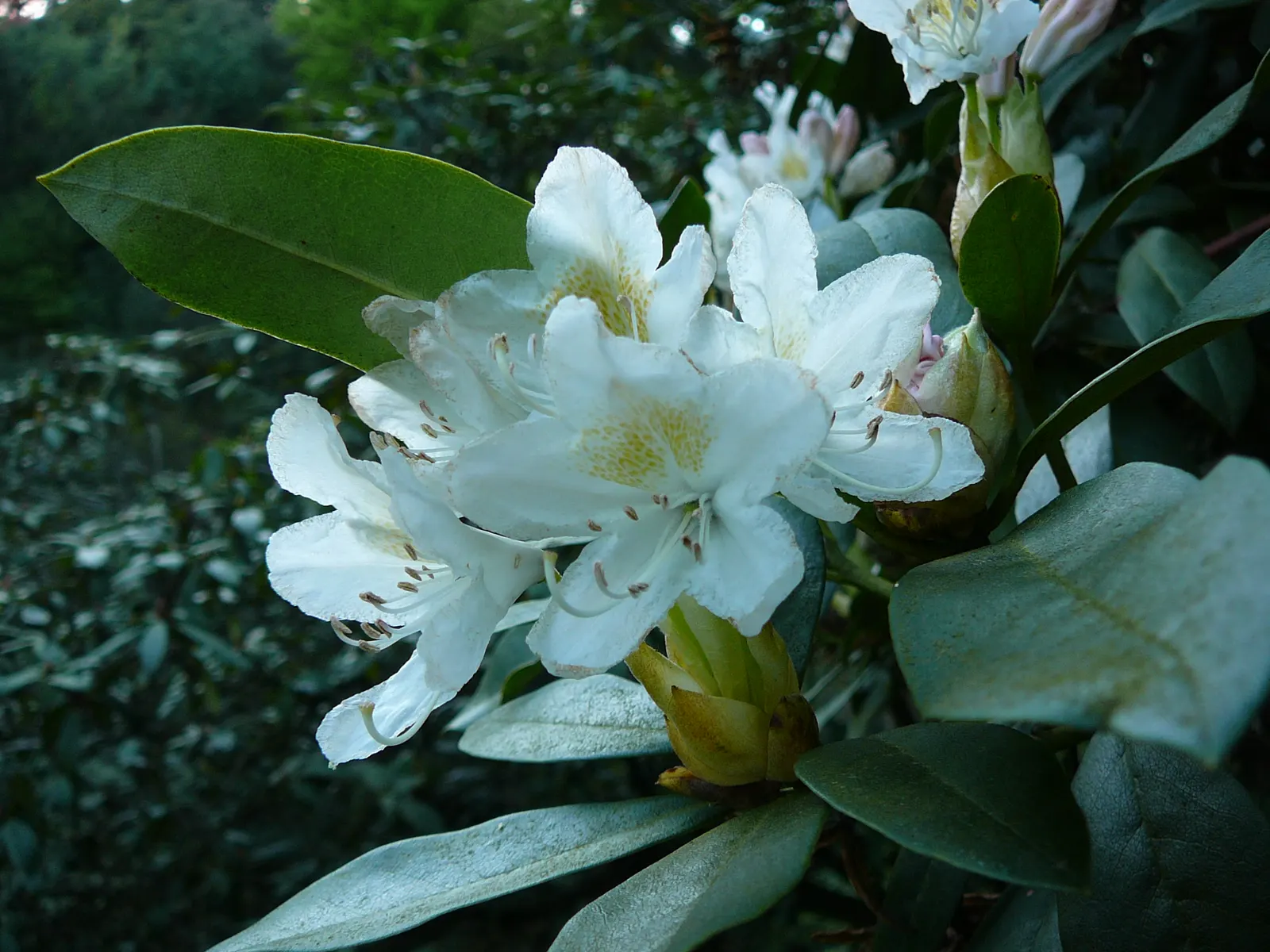 Cunningham's White Rhododendron (Rhododendron 'Cunningham's White') — enhancing landscapes with its vibrant blooms and substantial structure