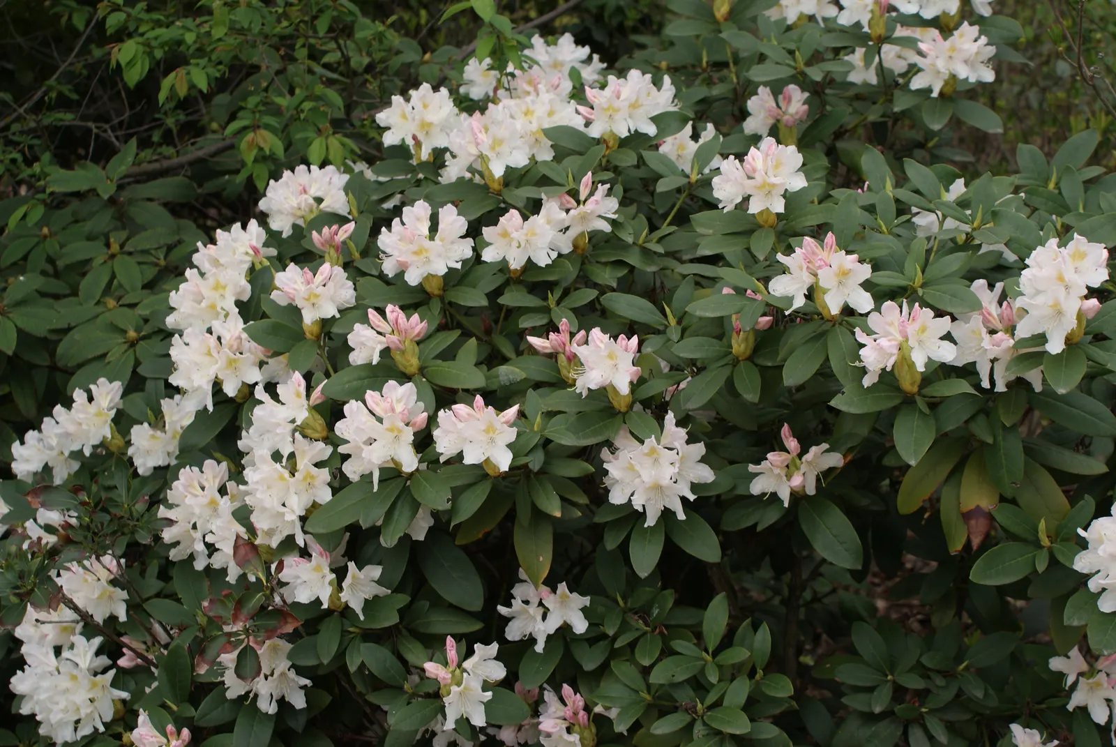 Cunningham's White Rhododendron (Rhododendron 'Cunningham's White') — and serve as the perfect backdrop for the spectacular blooms that emerge in late spring