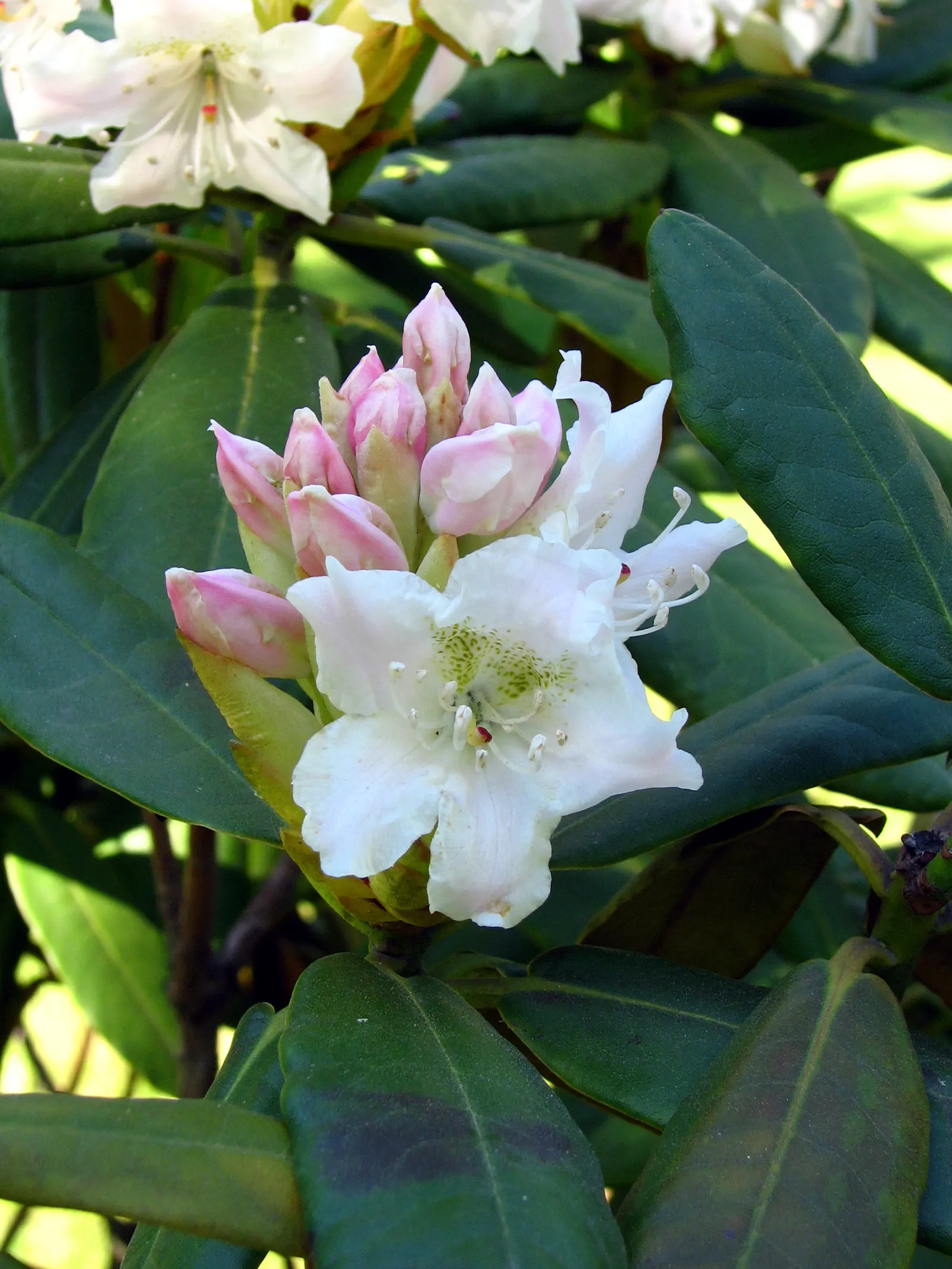 Cunningham's White Rhododendron (Rhododendron 'Cunningham's White') — Flowering occurs from late spring to early summer