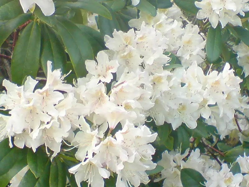 Cunningham's White Rhododendron (Rhododendron 'Cunningham's White') — The Rhododendron 'Cunningham's White' is a versatile evergreen shrub