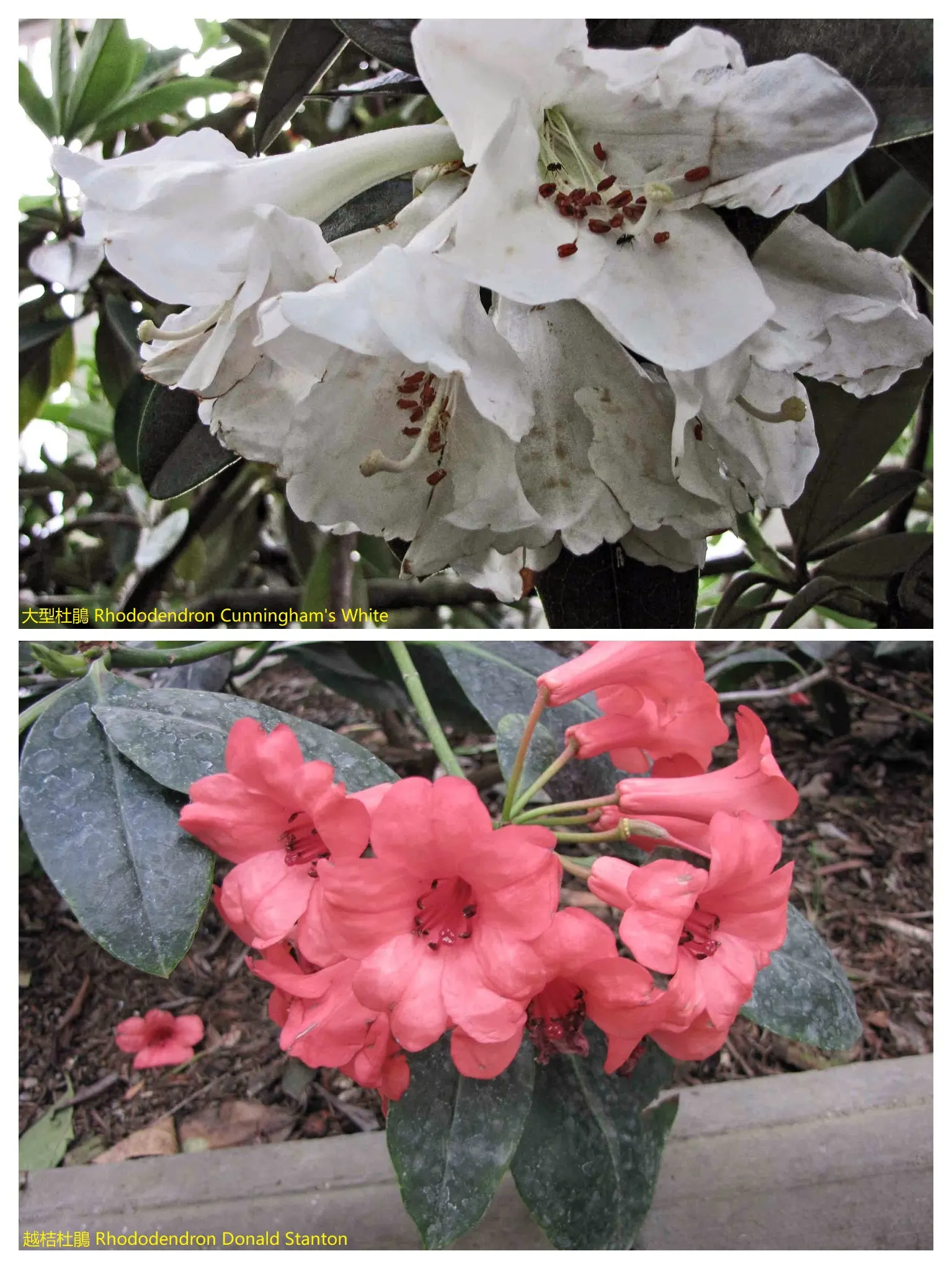 Cunningham's White Rhododendron (Rhododendron 'Cunningham's White') — typically maturing to a height of 4 to 5 feet with a similar spread