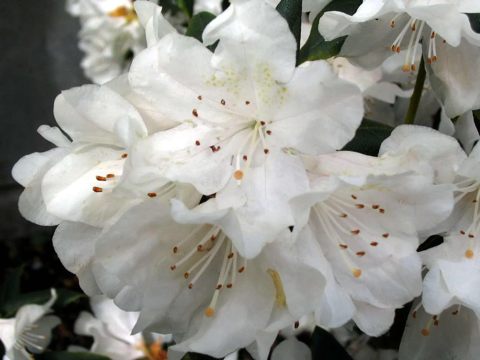 Cunningham's White Rhododendron (Rhododendron 'Cunningham's White') — with a subtle hint of lavender in the throat
