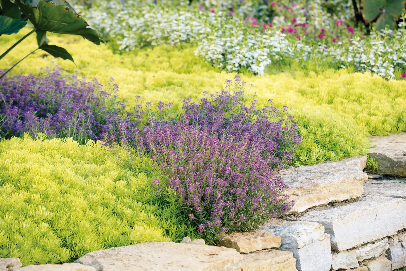 Violet Knight® Sweet Alyssum (Lobularia maritima) — This improved sweet alyssum is notably adaptable