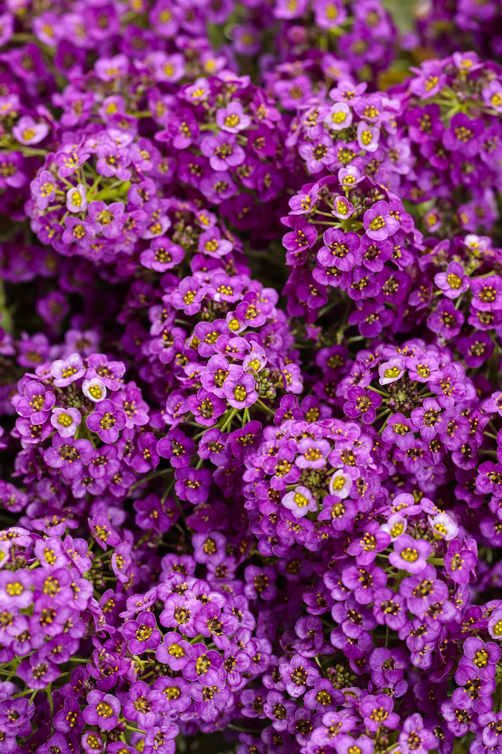 Violet Knight® Sweet Alyssum (Lobularia maritima) — The flowers draw bees and butterflies with ease; spreading mound with a graceful trailing habit