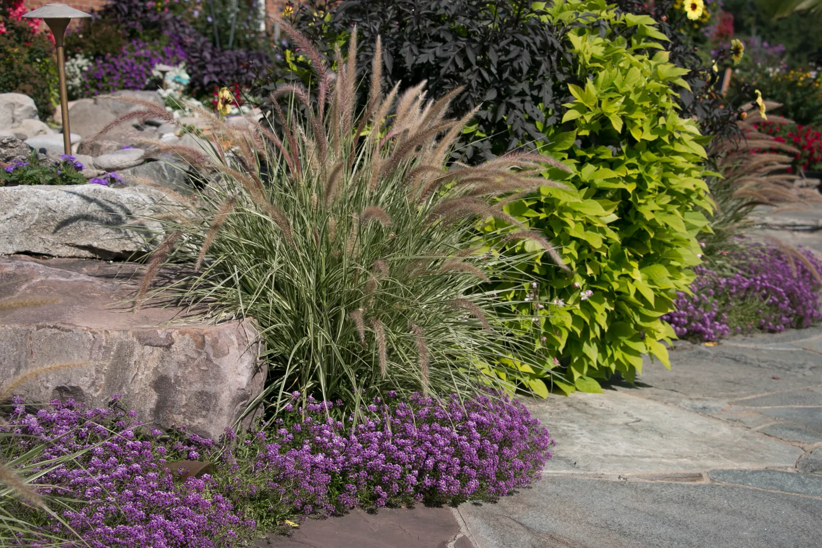 Violet Knight® Sweet Alyssum (Lobularia maritima) — performing through much of summer