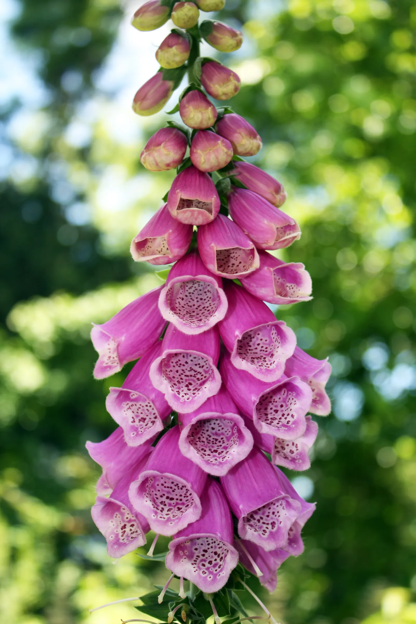 Shellflower, Turtlehead (Chelone Lyonii) — rosy-pink blooms resembling turtle shells atop 2-3 feet tall stems with deep green