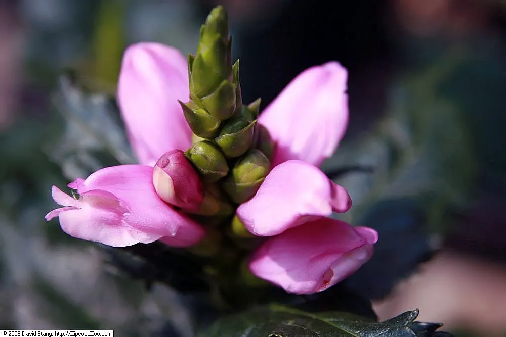 Shellflower, Turtlehead (Chelone Lyonii) — Chelone lyonii, commonly known as Shellflower or Turtlehead, is a perennial that thrives in USDA zones 3-8