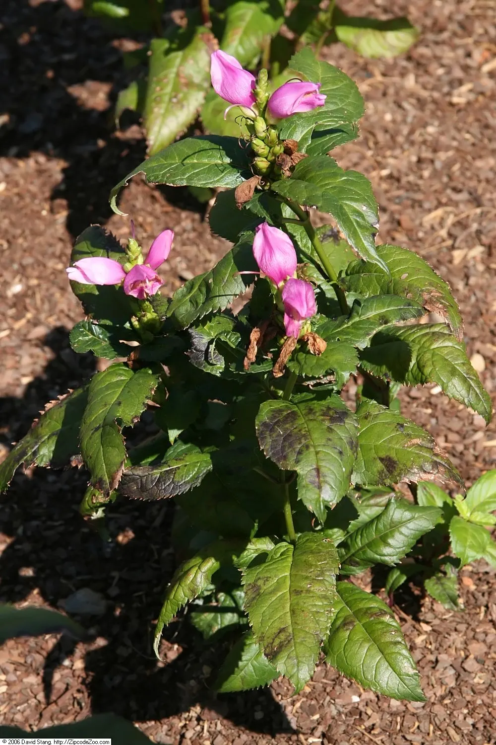 Shellflower, Turtlehead (Chelone Lyonii) — turtle-like flowers and robust nature