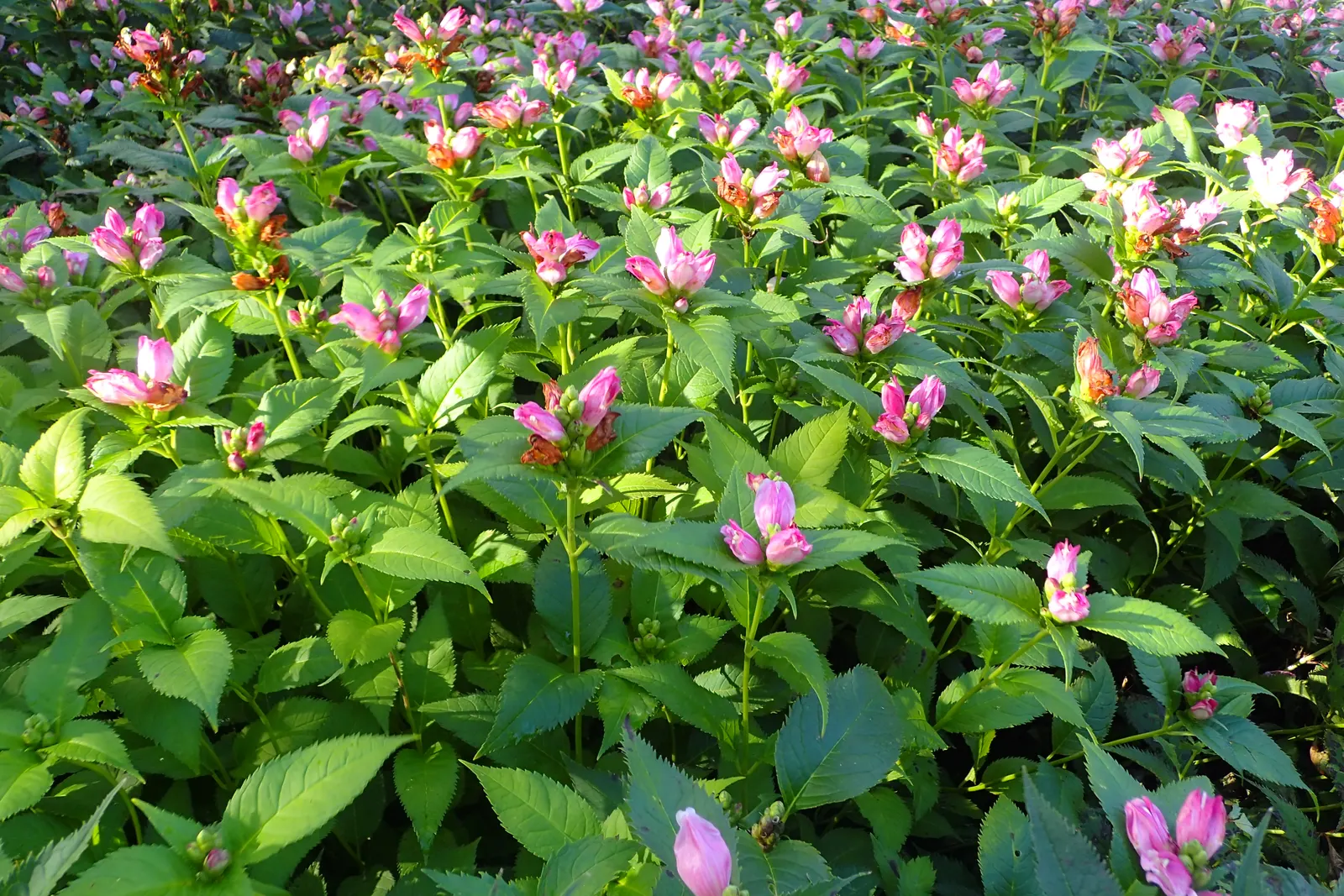 Shellflower, Turtlehead (Chelone Lyonii) — Native to the southeastern United States