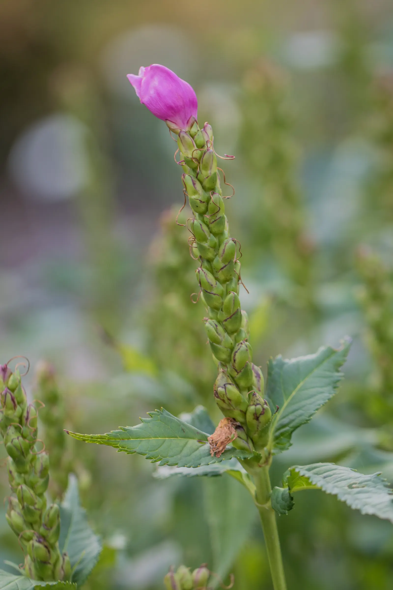 Shellflower, Turtlehead (Chelone Lyonii) — well-drained soil and excels in woodland gardens