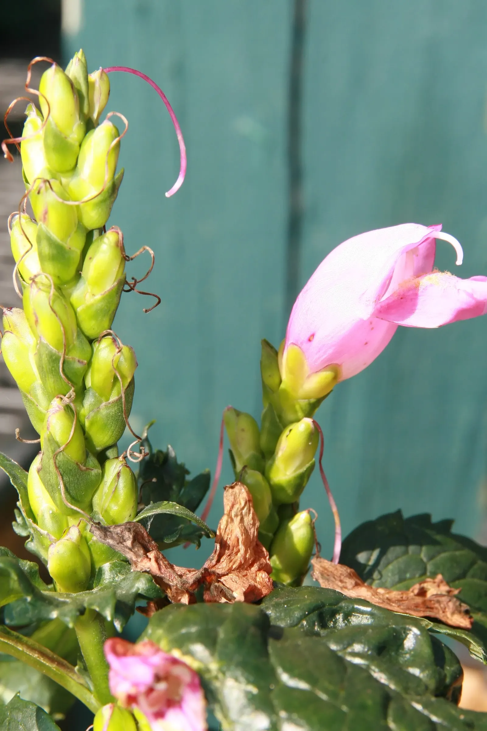 Shellflower, Turtlehead (Chelone Lyonii) — commonly known as the Shellflower or Turtlehead