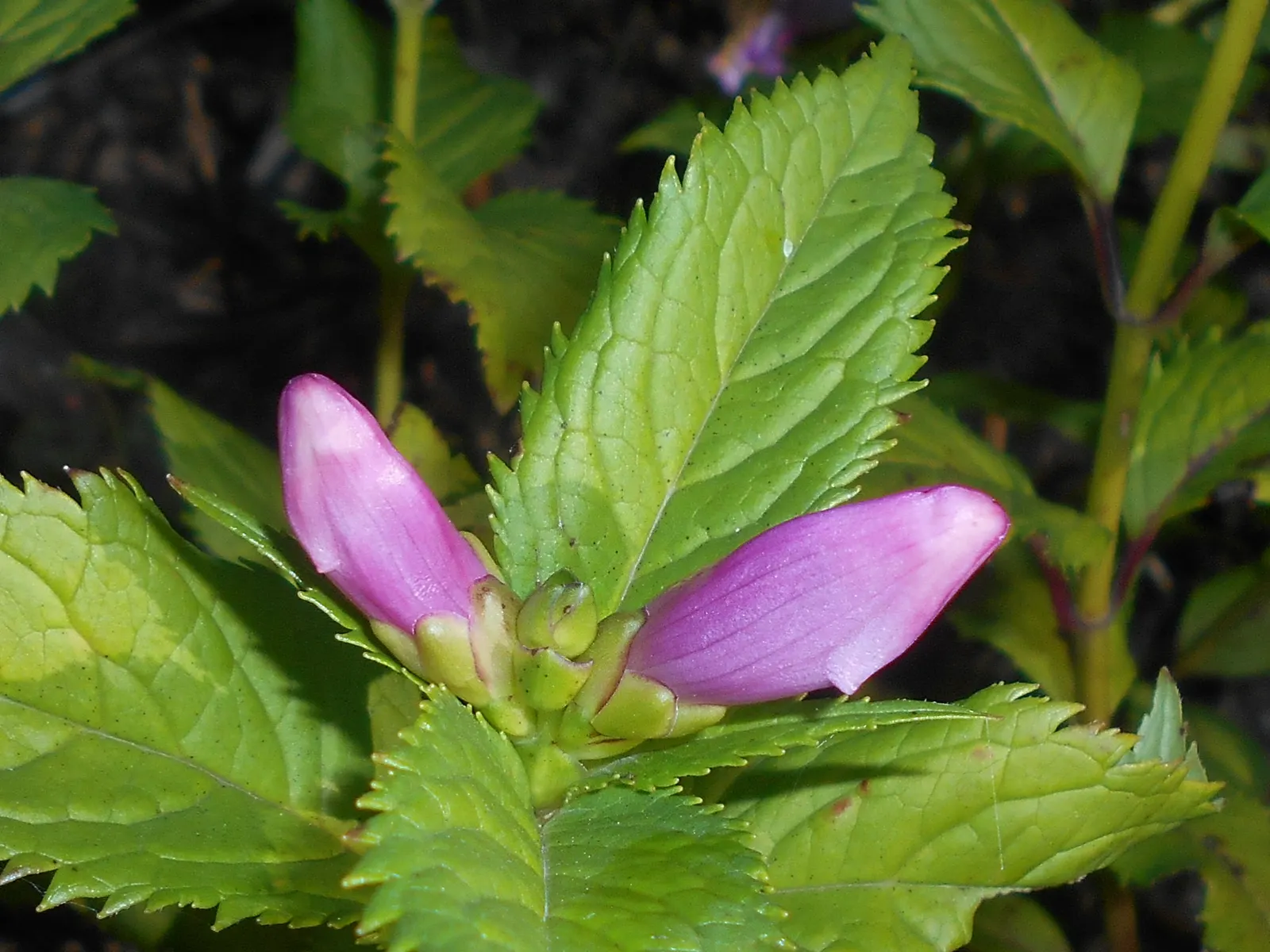 Shellflower, Turtlehead (Chelone Lyonii) — this plant typically reaches a height of 2 to 3 feet and spreads approximately 1 to 2 feet wide