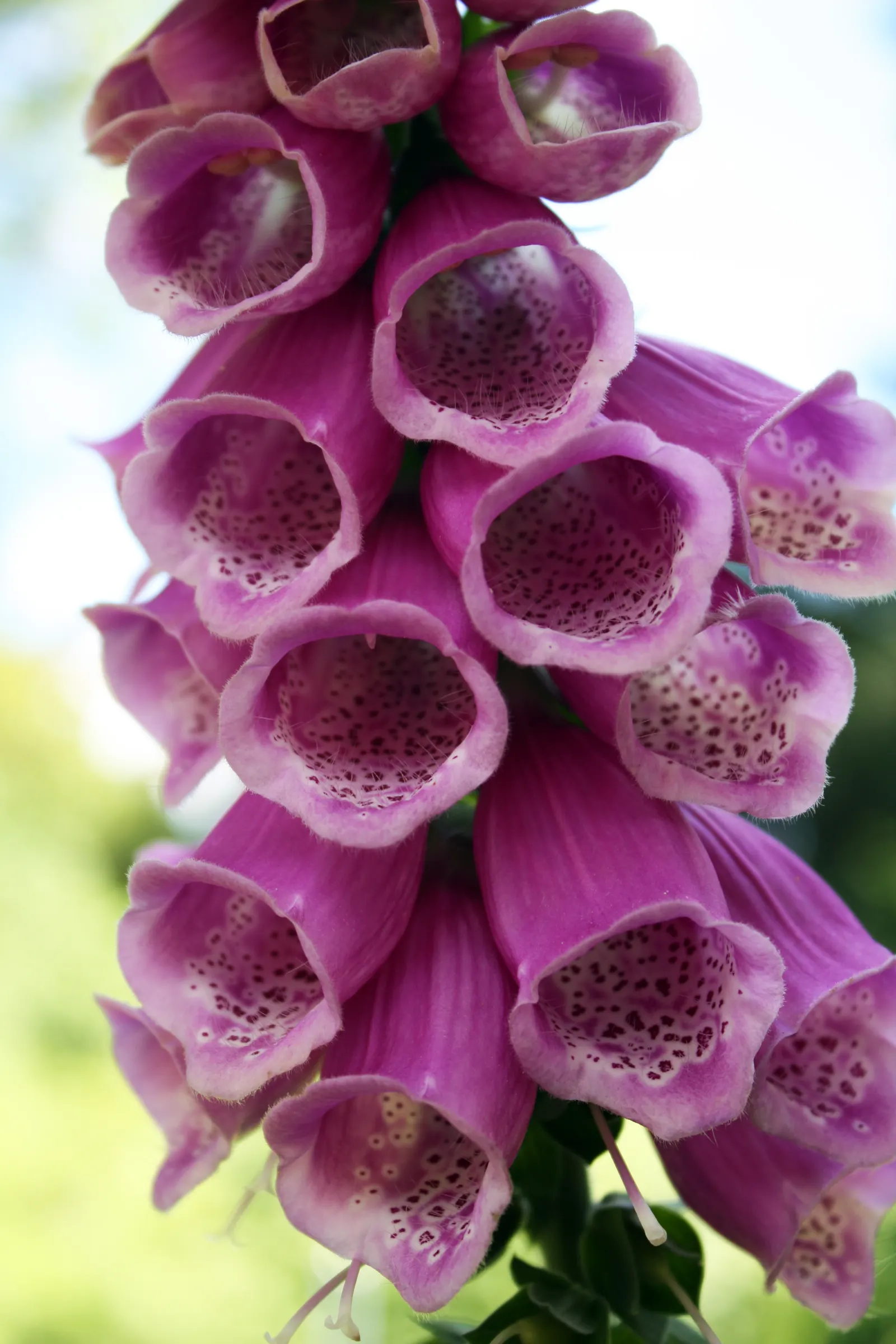 Shellflower, Turtlehead (Chelone Lyonii) — Preferring partial shade to full sun, it blooms late summer to fall