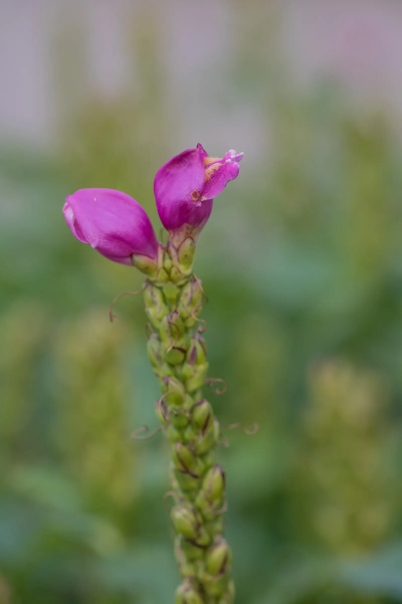 Shellflower, Turtlehead (Chelone Lyonii) — adding a vertical accent with its bold