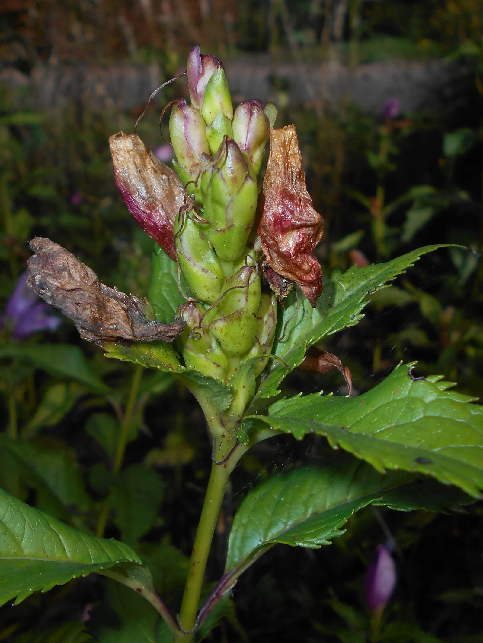 Shellflower, Turtlehead (Chelone Lyonii) — bushy appearance.<br><br>The foliage of Turtlehead is a deep