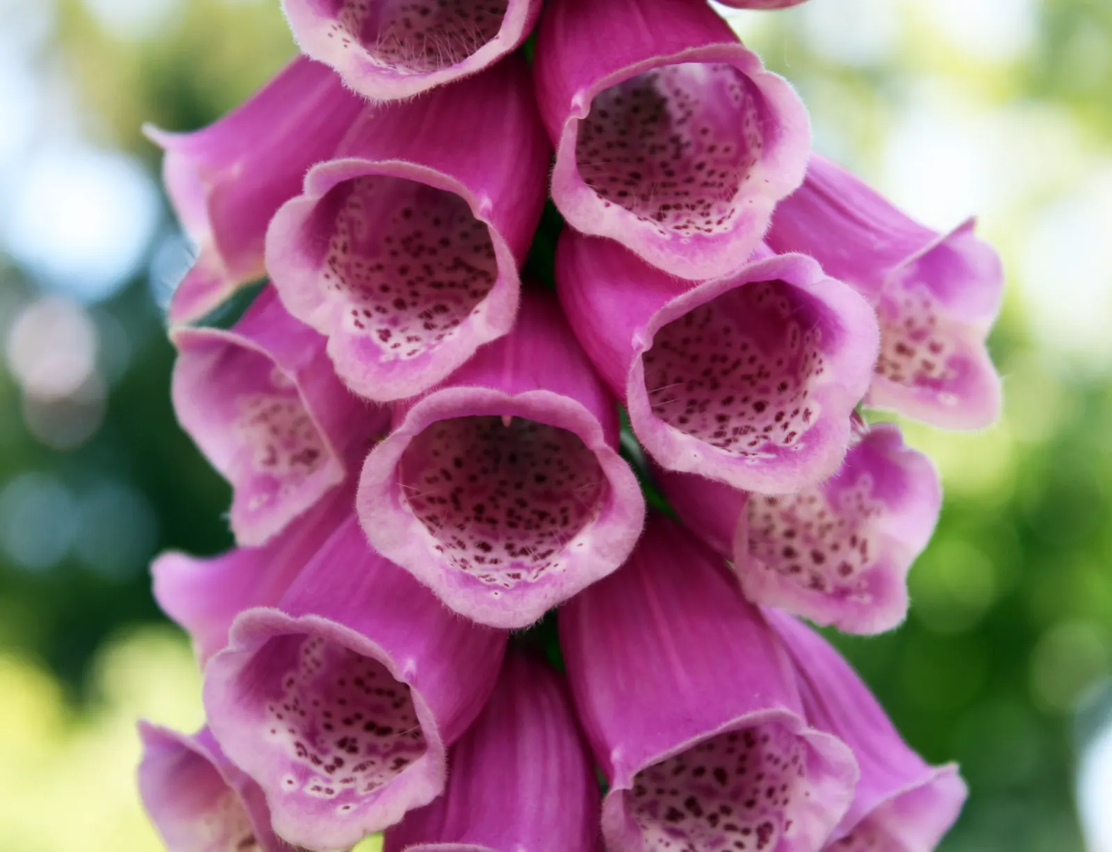 Shellflower, Turtlehead (Chelone Lyonii) — offering a lush backdrop for its namesake blossoms