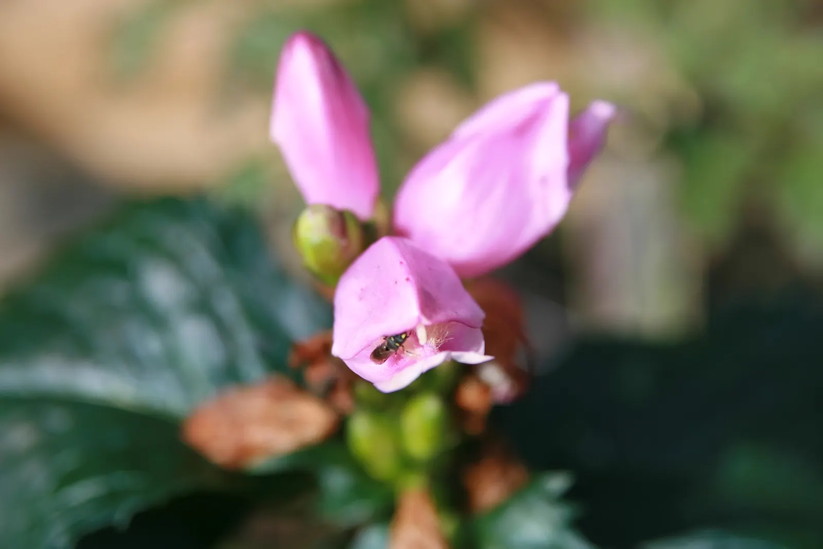 Shellflower, Turtlehead (Chelone Lyonii) — is a captivating perennial prized for its unique