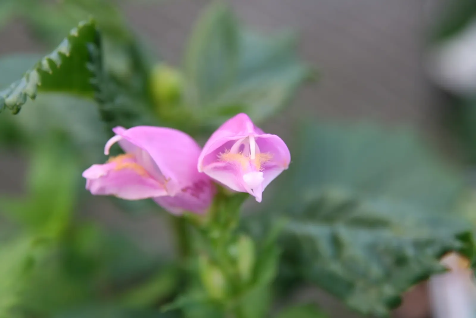 Shellflower, Turtlehead (Chelone Lyonii) — making it a noteworthy addition to any landscape design