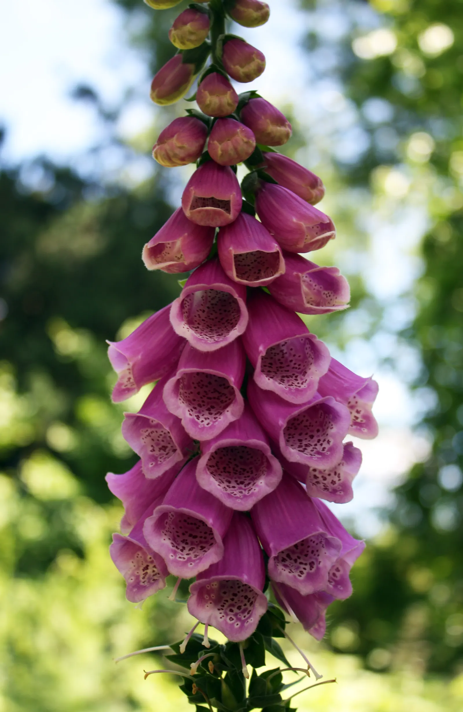 Shellflower, Turtlehead (Chelone Lyonii) — which bloom from late summer into early fall