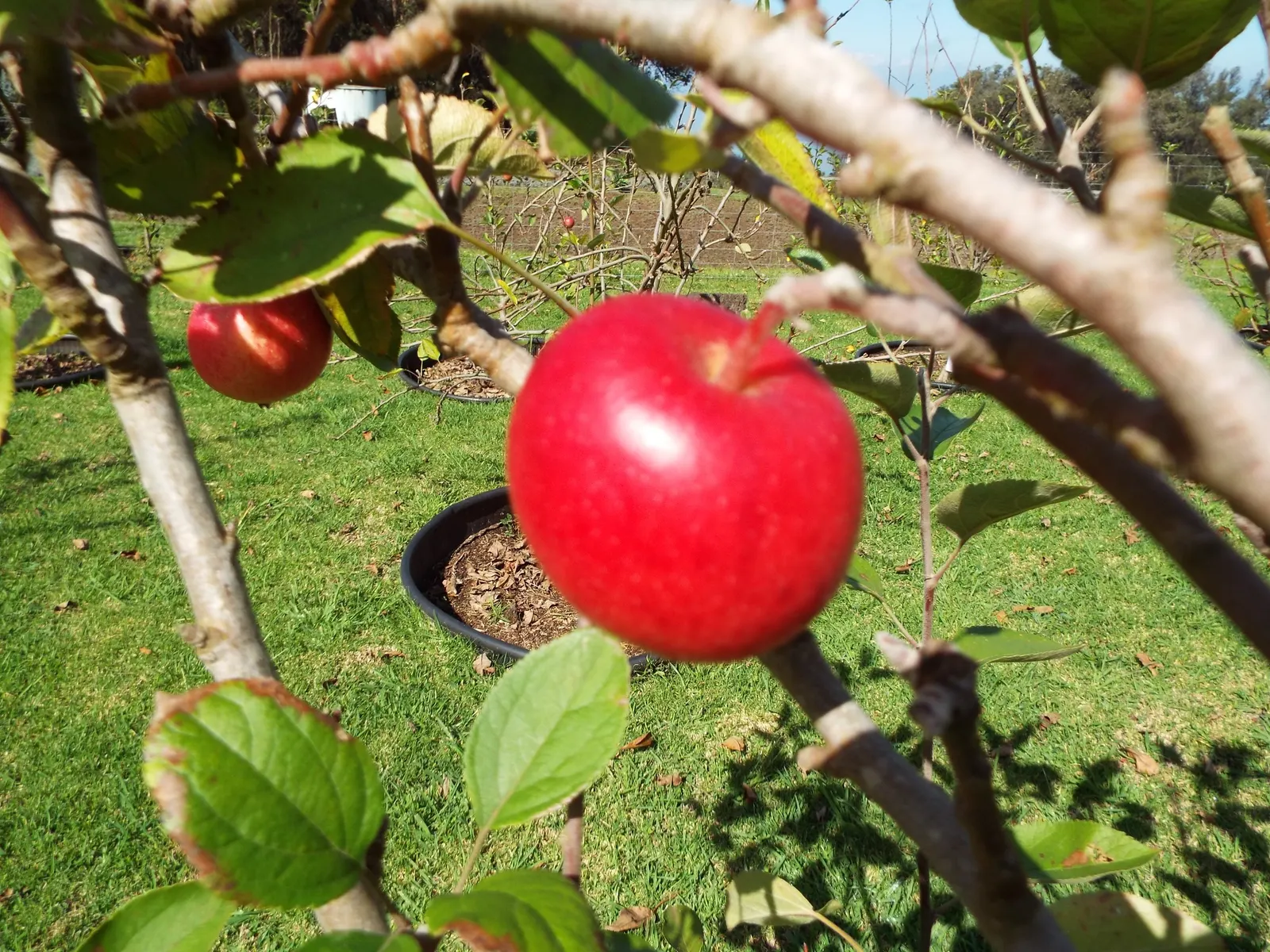Braeburn Apple (Malus Pumila 'Braeburn') — yellow-green apples ready for harvest in late fall