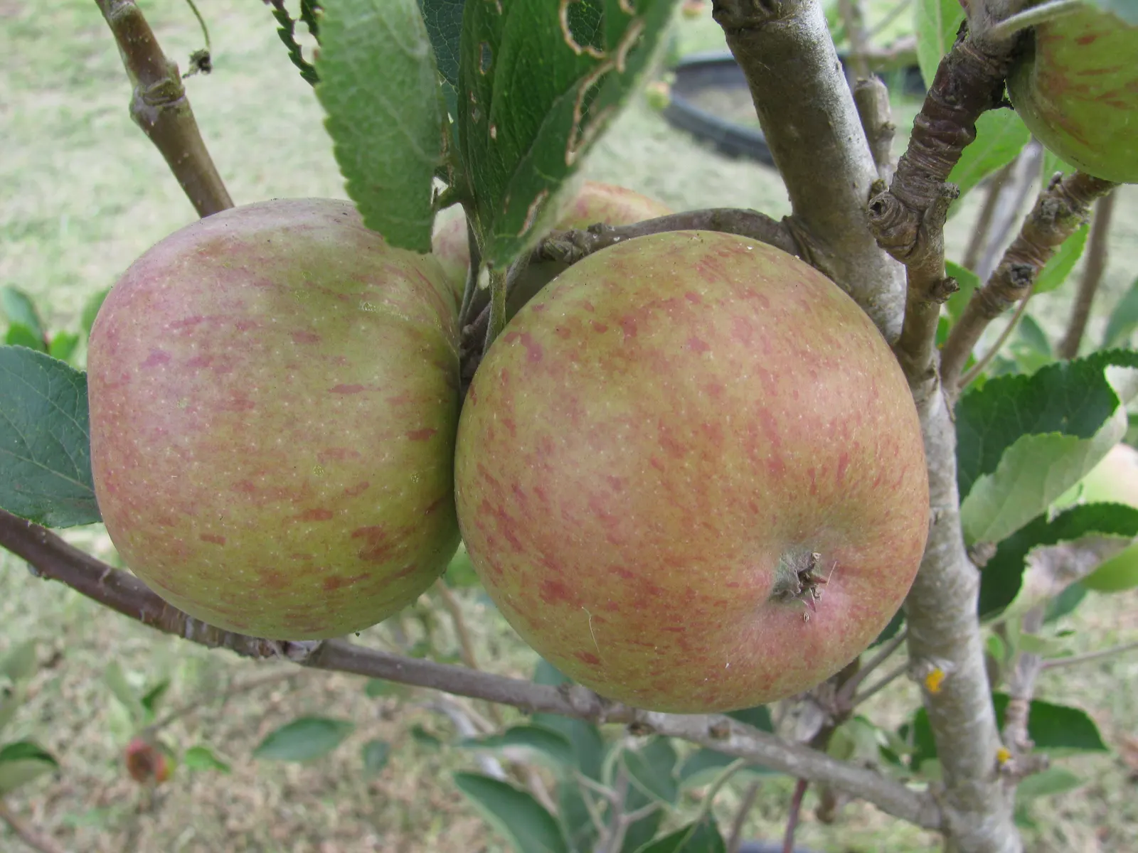 Braeburn Apple (Malus Pumila 'Braeburn') — plus a compatible pollinator for optimal fruit production