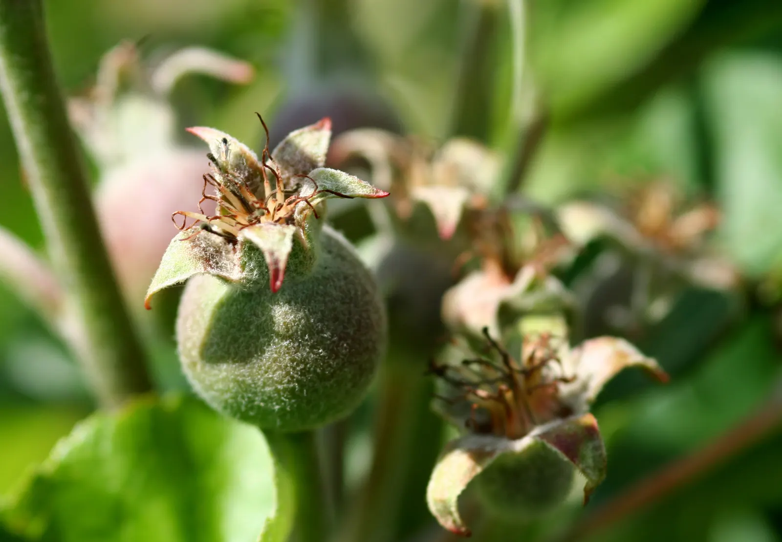 Braeburn Apple (Malus Pumila 'Braeburn') — typically reaching 12-15 feet tall with a 10-14 foot spread