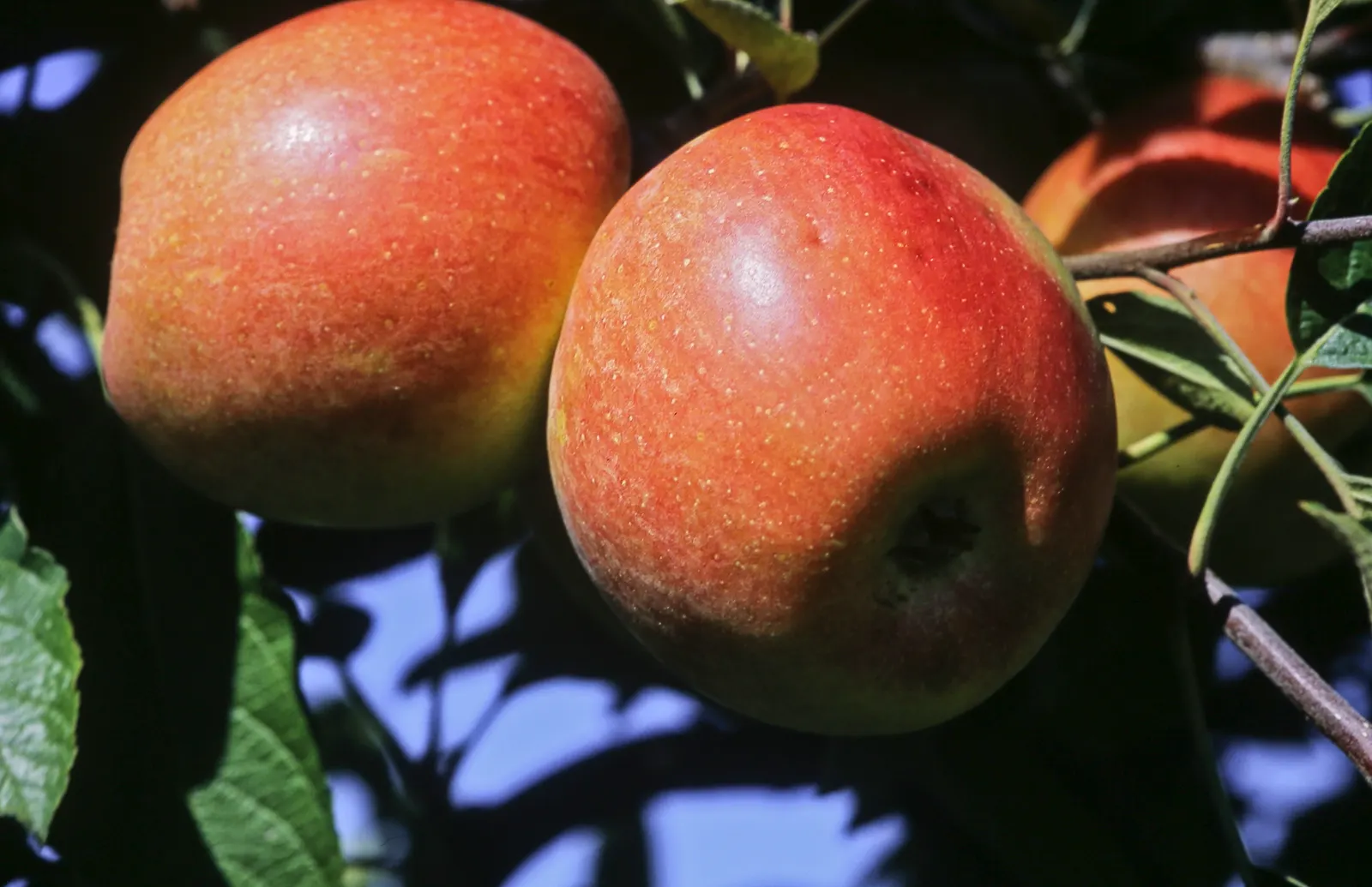 Braeburn Apple (Malus Pumila 'Braeburn') — This cultivar requires full sun and well-drained soil