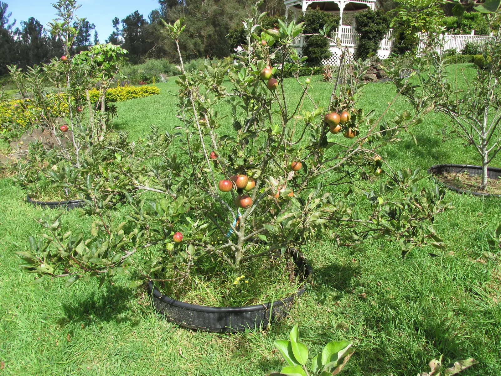 Braeburn Apple (Malus Pumila 'Braeburn') — Hardy in USDA zones 4-8, it adds seasonal color and edible interest to landscapes
