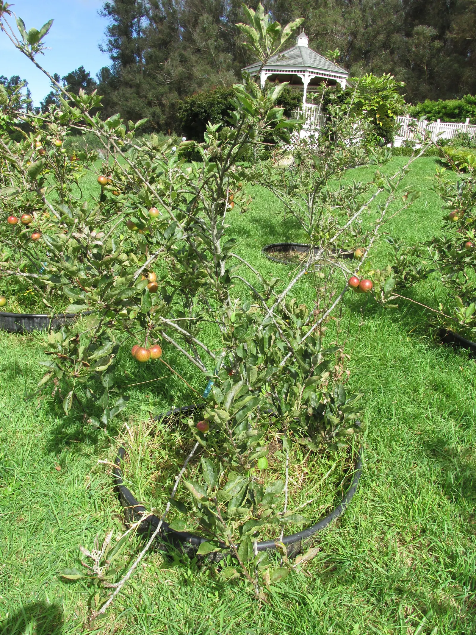 Braeburn Apple (Malus Pumila 'Braeburn') — the 'Braeburn' has red-streaked