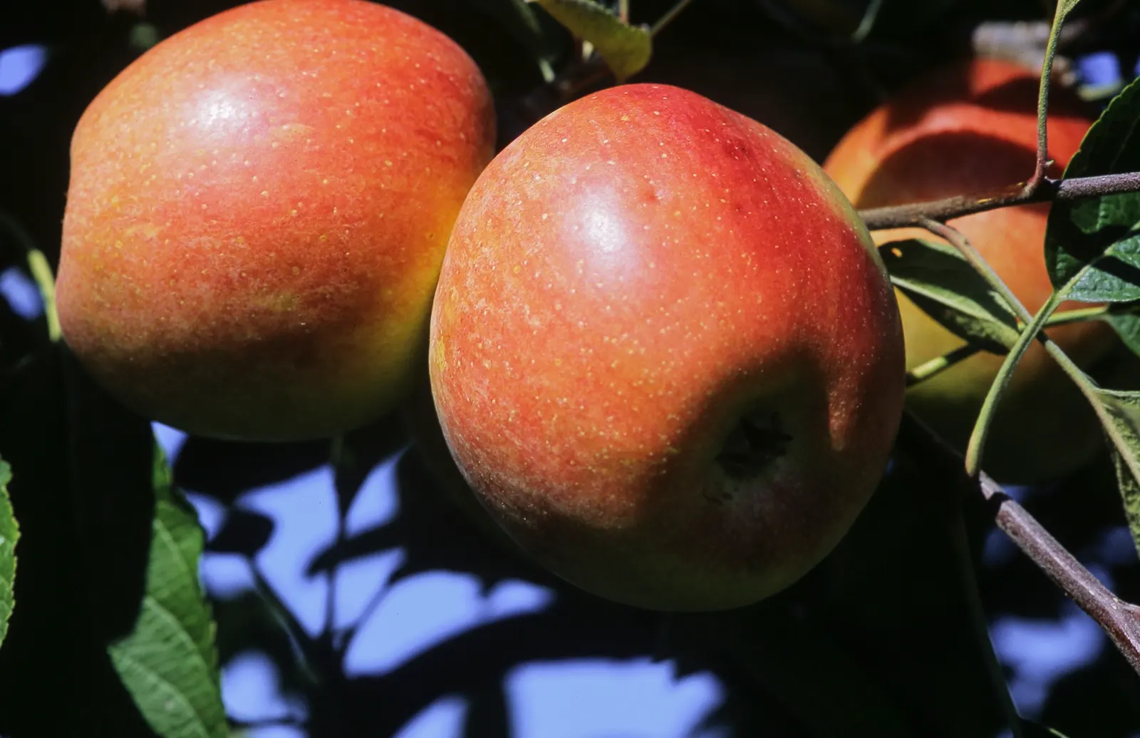 Braeburn Apple (Malus Pumila 'Braeburn') — The Braeburn Apple (Malus pumila 'Braeburn') is a deciduous tree