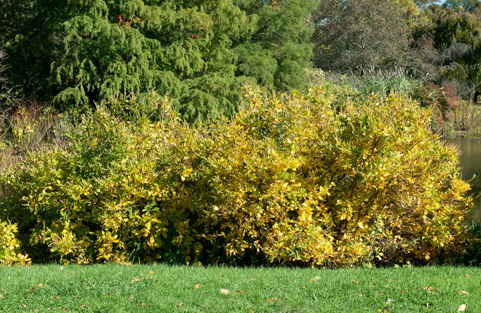 Hummingbird Summersweet (Clethra Alnifolia 'Hummingbird') — renowned for its abundant