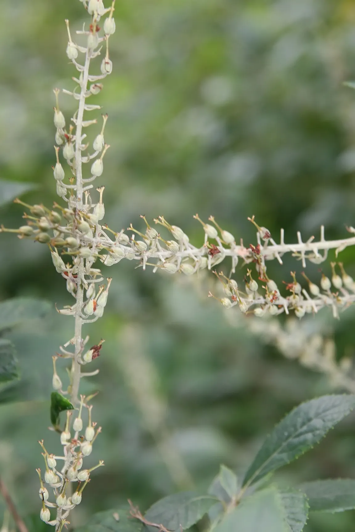 Hummingbird Summersweet (Clethra Alnifolia 'Hummingbird') — typically reaching a mature height of 3 to 4 feet and spreading out to a similar width of 3 to 4