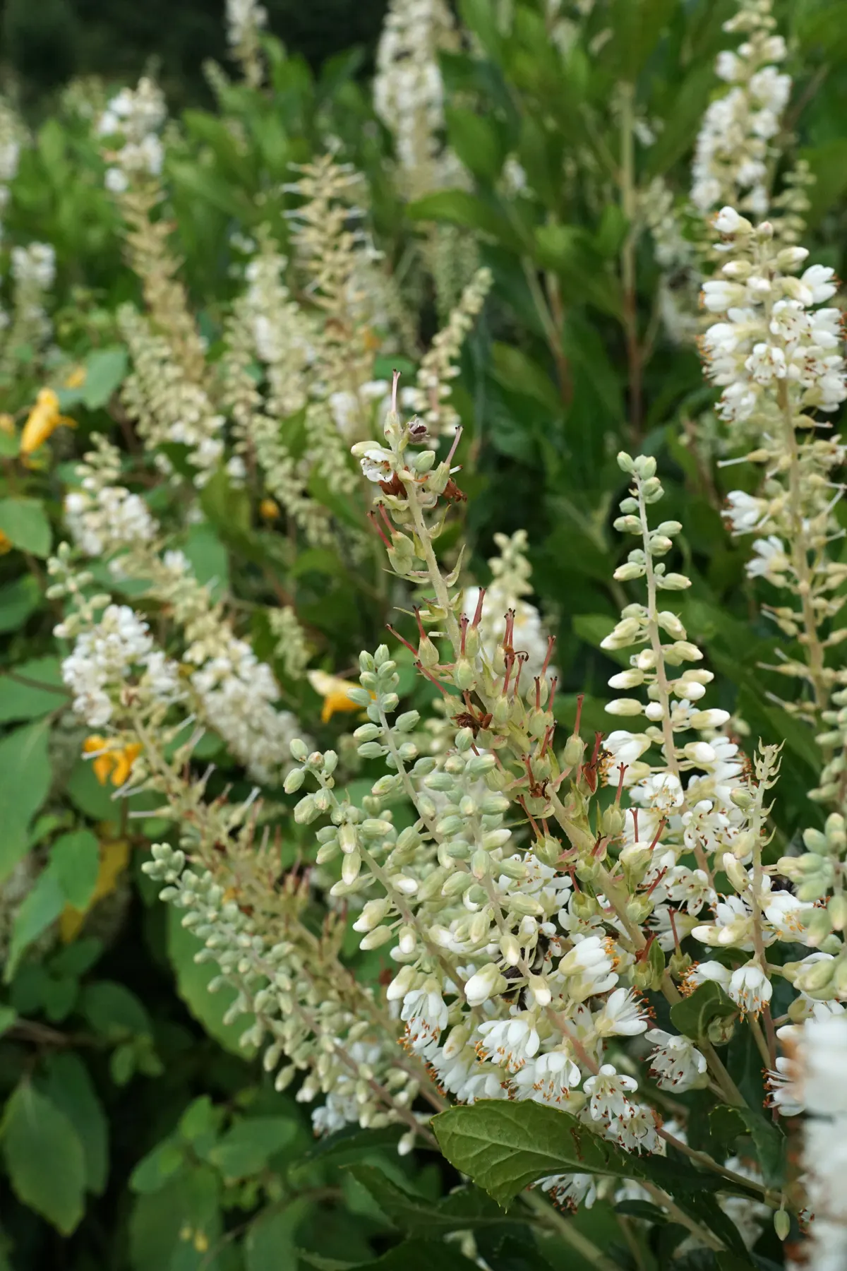 Hummingbird Summersweet (Clethra Alnifolia 'Hummingbird') — The dark green foliage turns yellow in the fall, adding seasonal interest