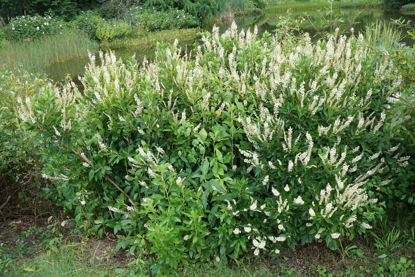 Hummingbird Summersweet (Clethra Alnifolia 'Hummingbird') — Prefers full sun to part shade and thrives in moist, well-drained soil
