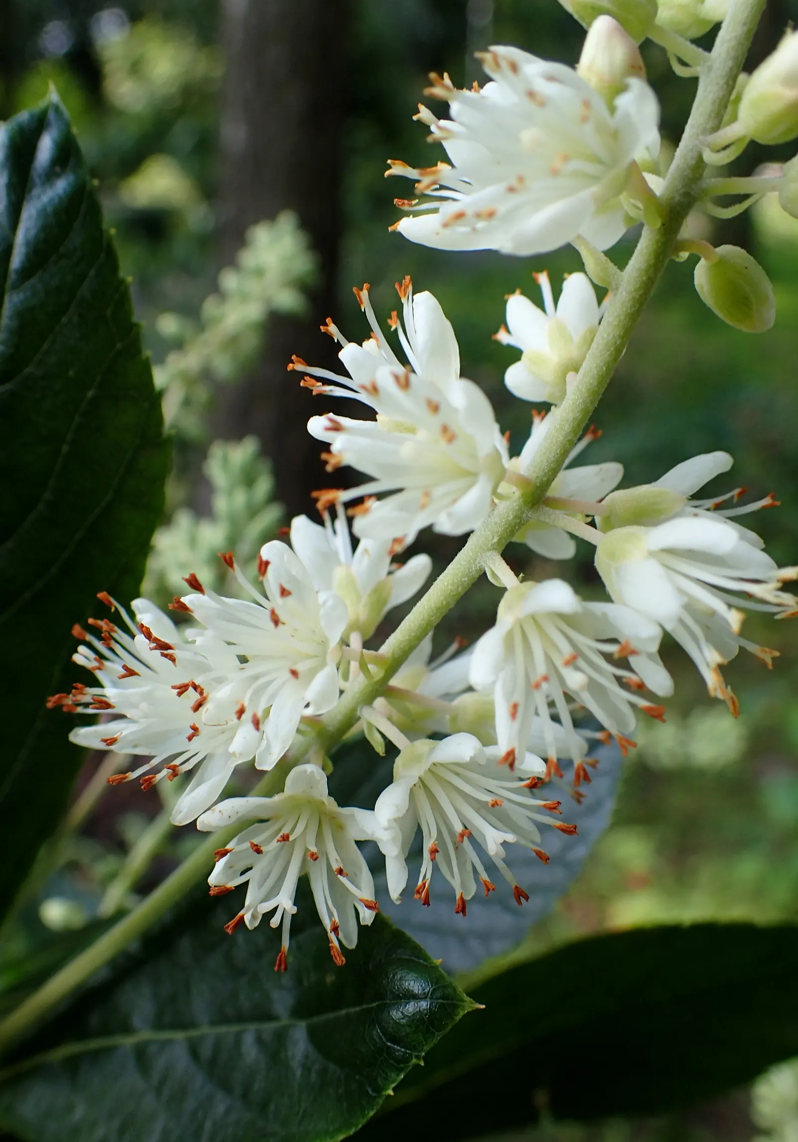 Hummingbird Summersweet (Clethra Alnifolia 'Hummingbird') — The Clethra alnifolia 'Hummingbird' is a compact