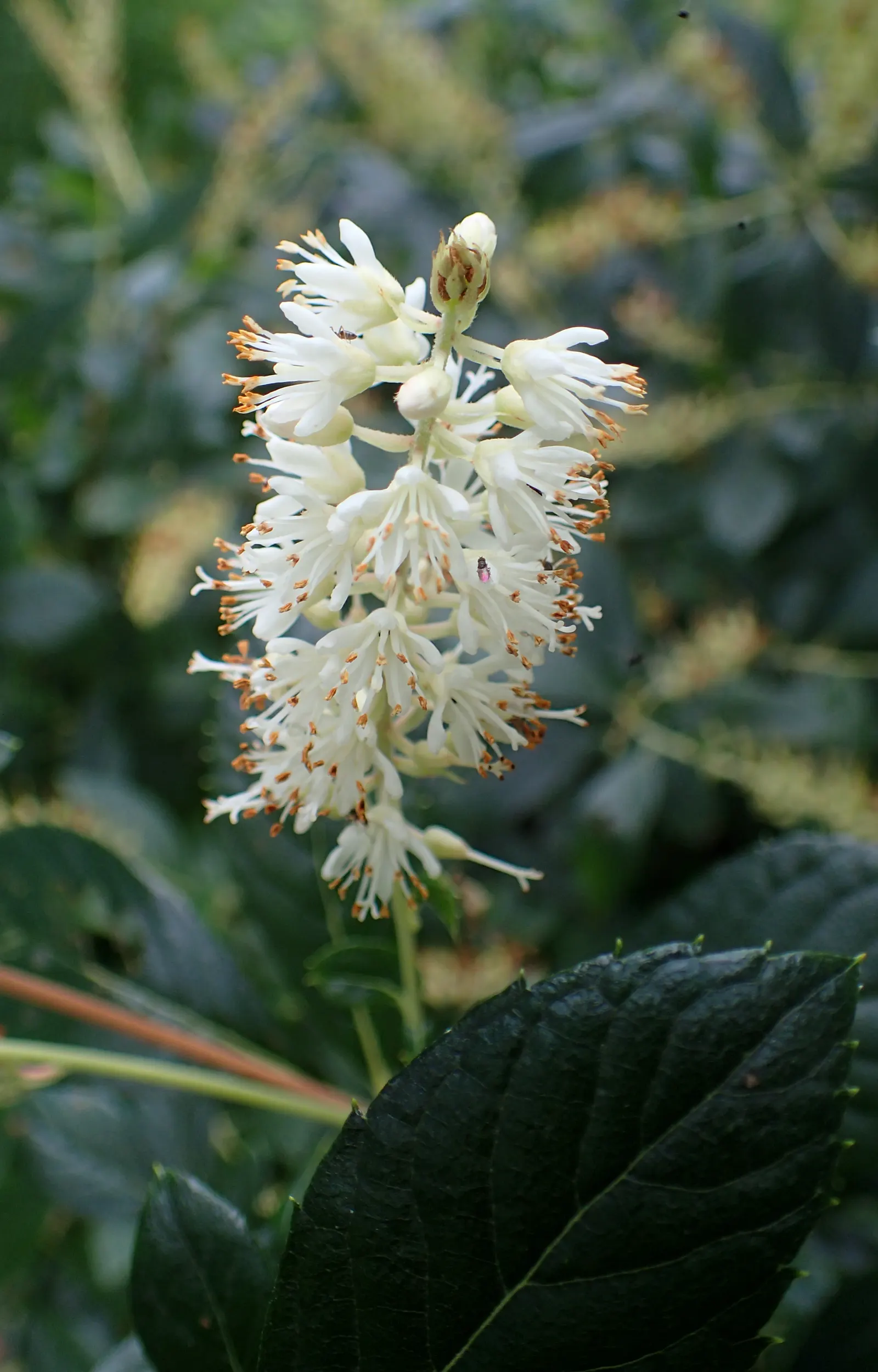 Hummingbird Summersweet (Clethra Alnifolia 'Hummingbird') — Ideal for small gardens and border fronts, it's a versatile addition to any landscape design
