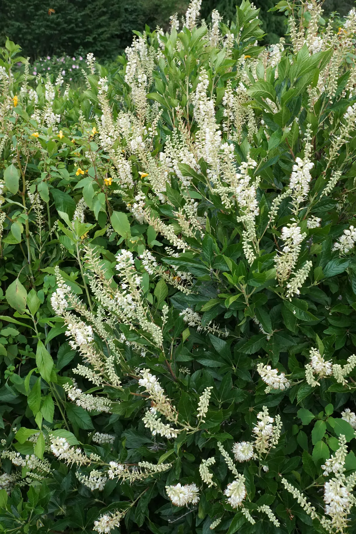 Hummingbird Summersweet (Clethra Alnifolia 'Hummingbird') — fragrant white blooms that attract hummingbirds in summer