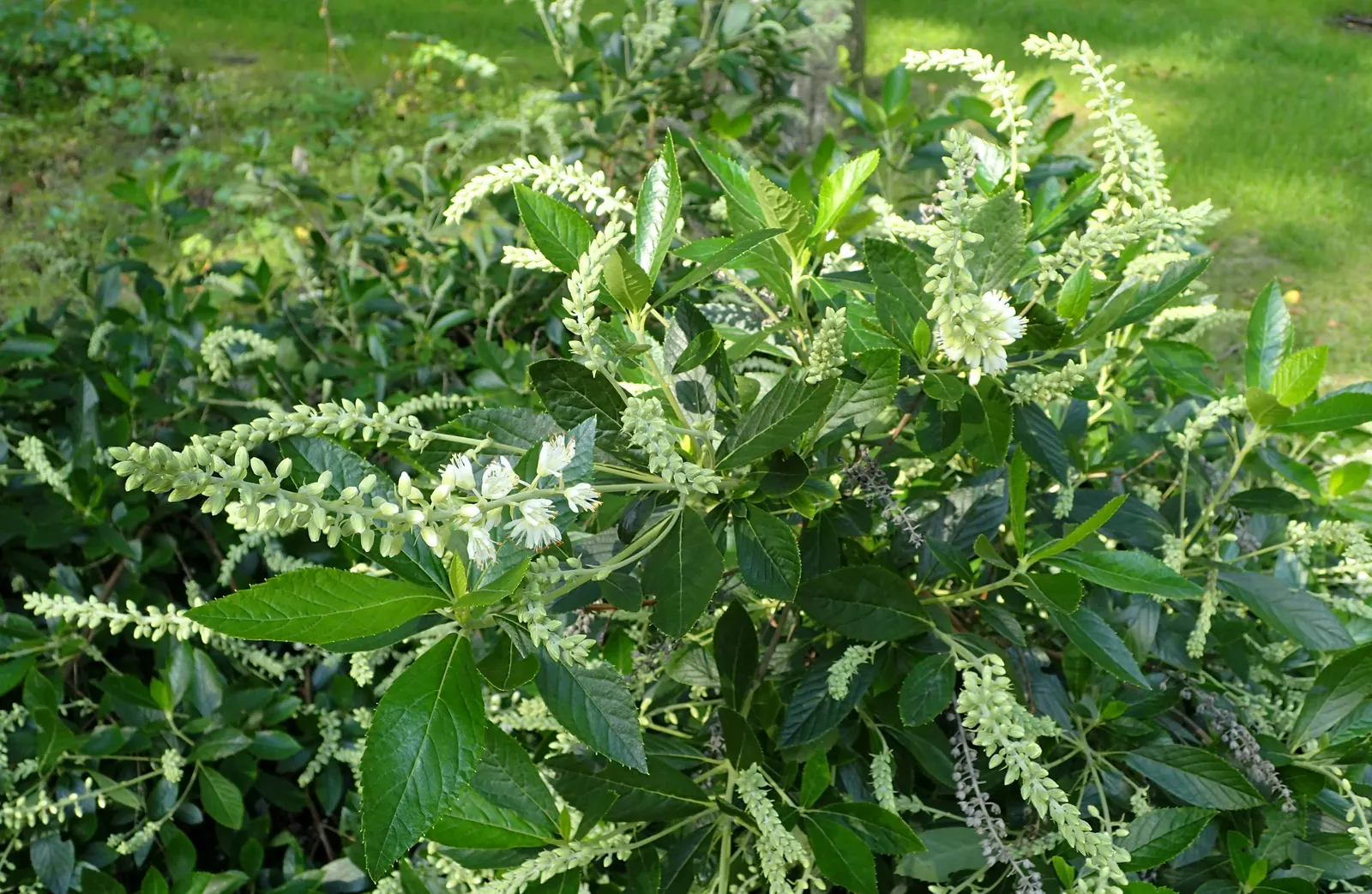 Hummingbird Summersweet (Clethra Alnifolia 'Hummingbird') — deciduous shrub reaching 3-4 feet tall and wide