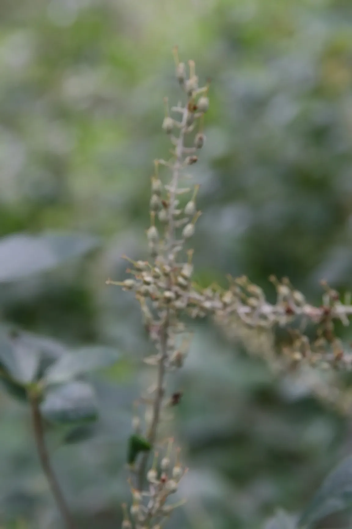 Hummingbird Summersweet (Clethra Alnifolia 'Hummingbird') — commonly referred to as Hummingbird Summersweet