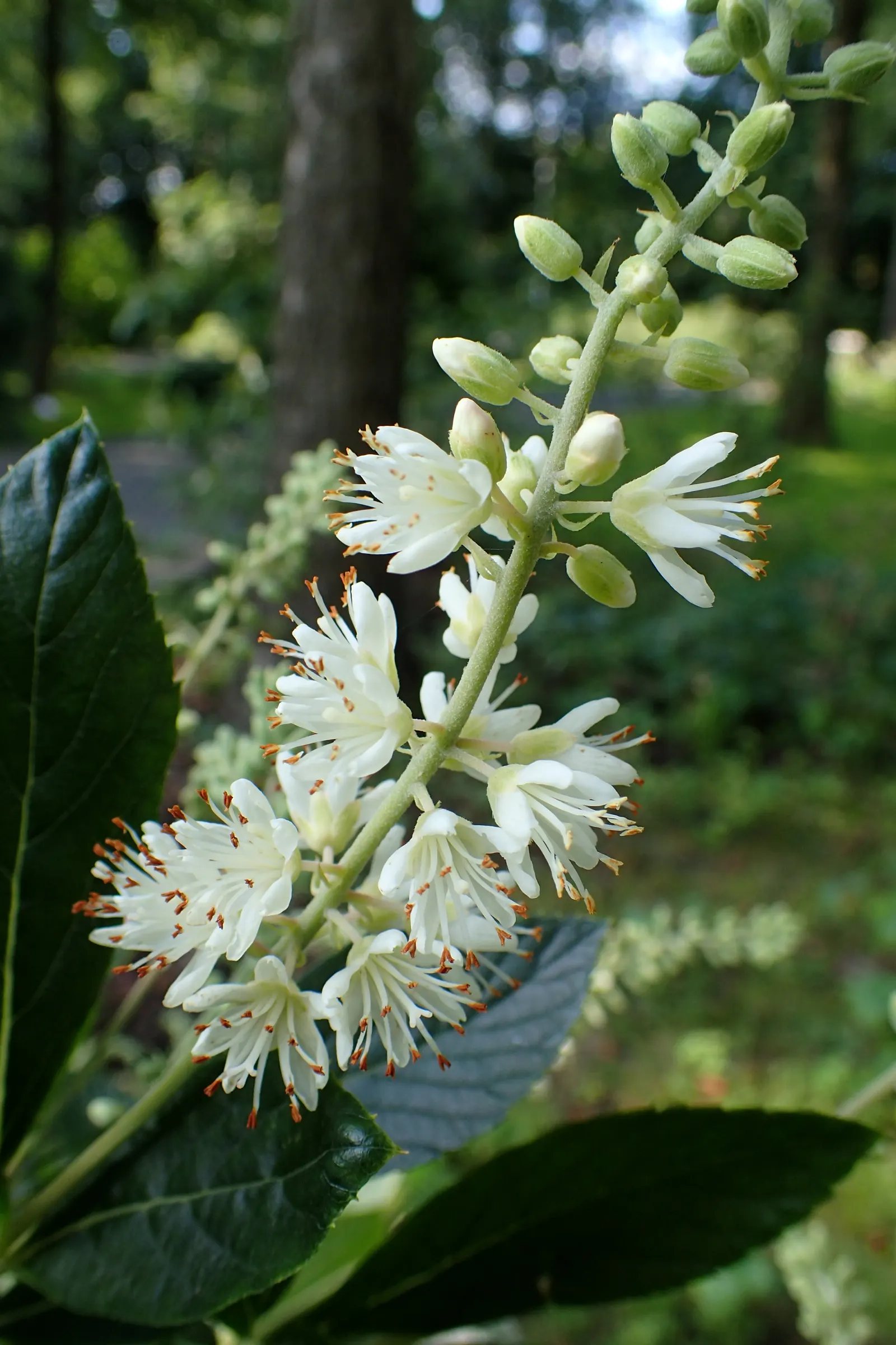 Hummingbird Summersweet (Clethra Alnifolia 'Hummingbird') — This deciduous shrub is a compact cultivar
