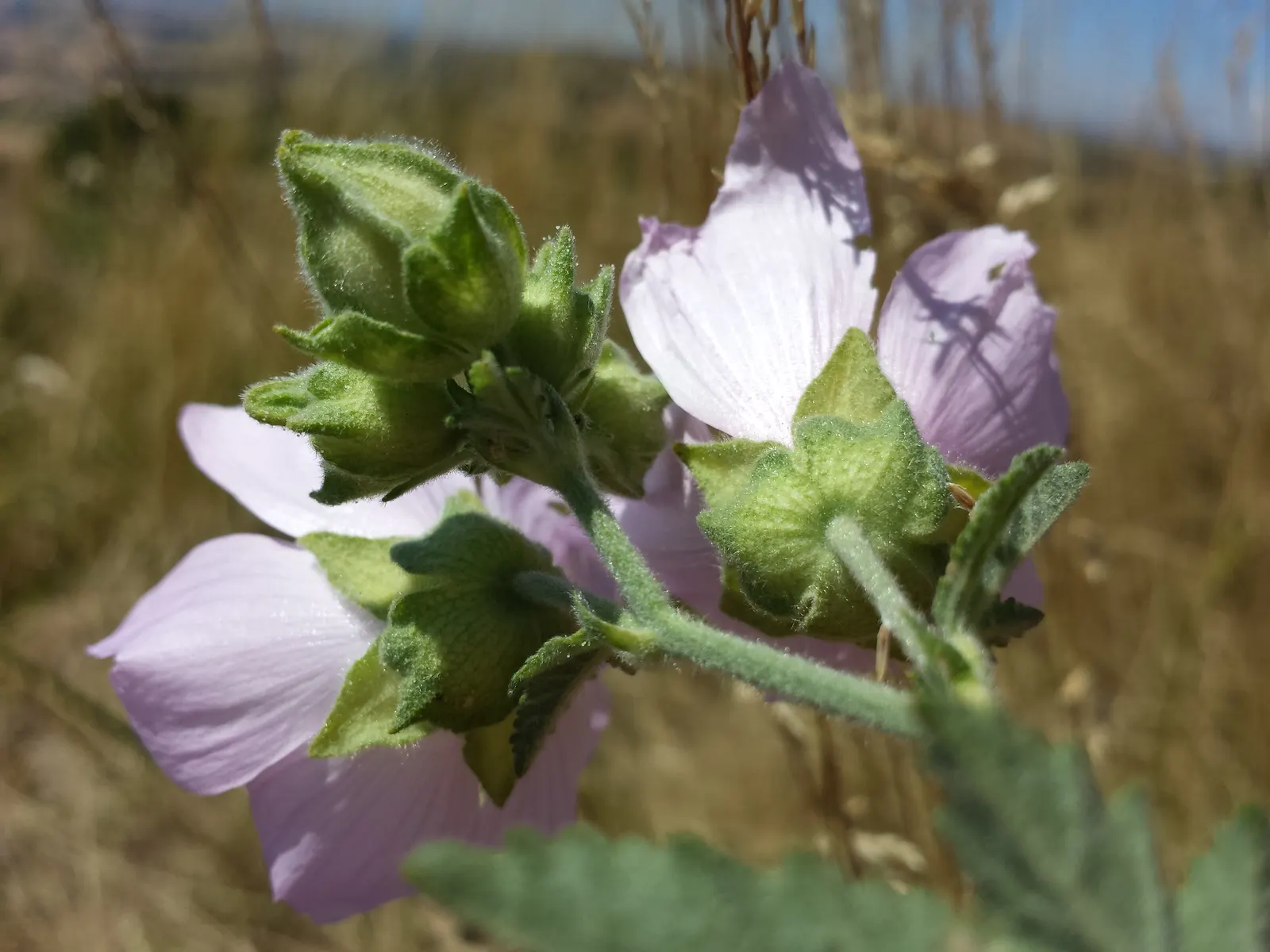 Thuringian Mallow (Lavatera Thuringiaca) — Blooms appear abundantly midsummer to early fall, attracting pollinators