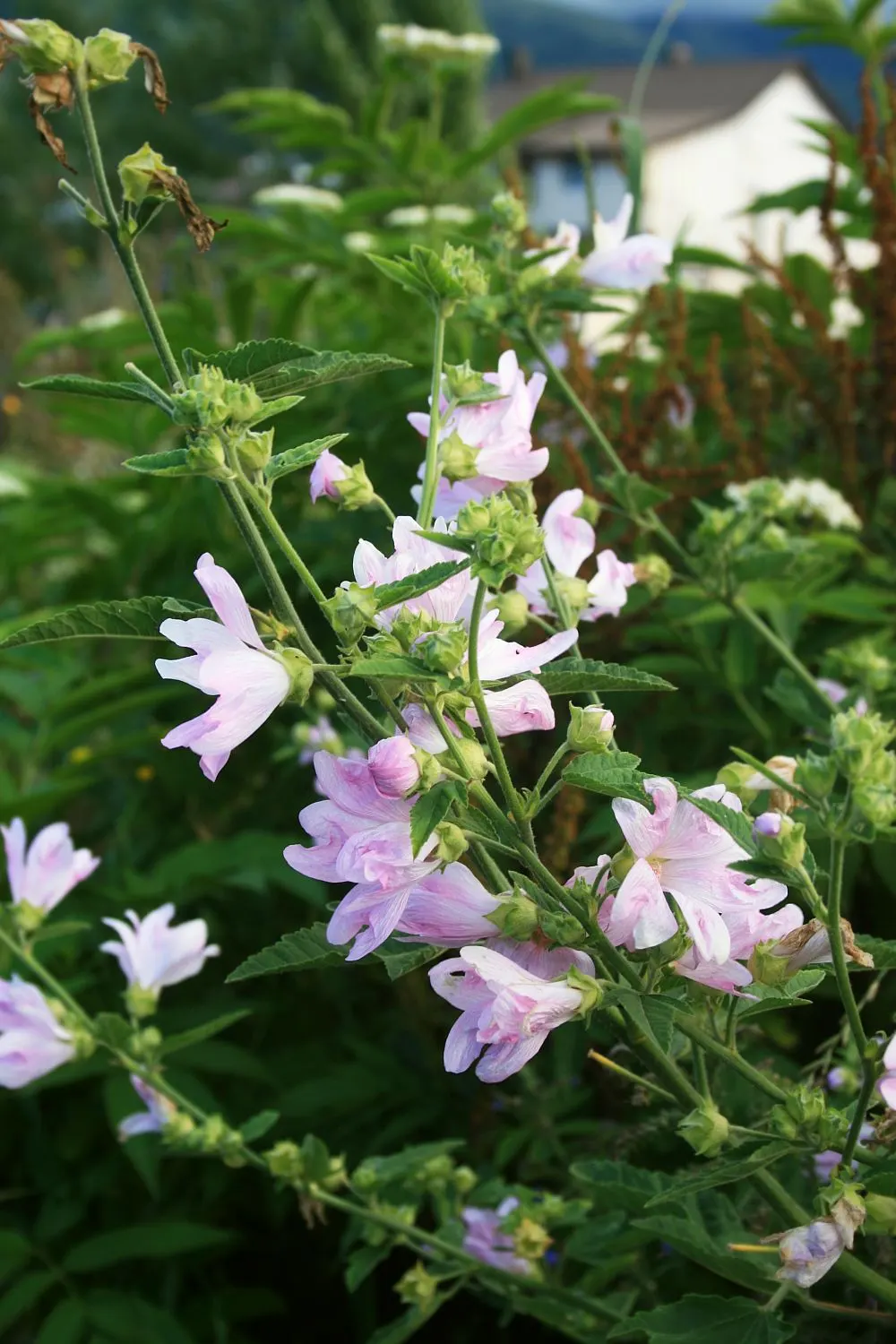 Thuringian Mallow (Lavatera Thuringiaca) — Space plants 2-3 ft apart for a lush display; hardy in zones 5-9, it's ideal for mixed borders or as a garden focal