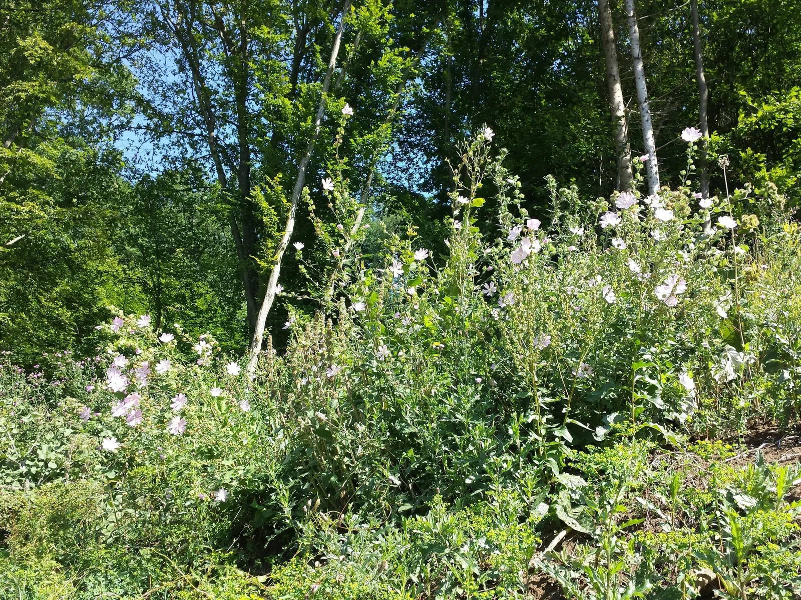 Thuringian Mallow (Lavatera Thuringiaca) — grayish coating - hence the moniker 'tomentose'
