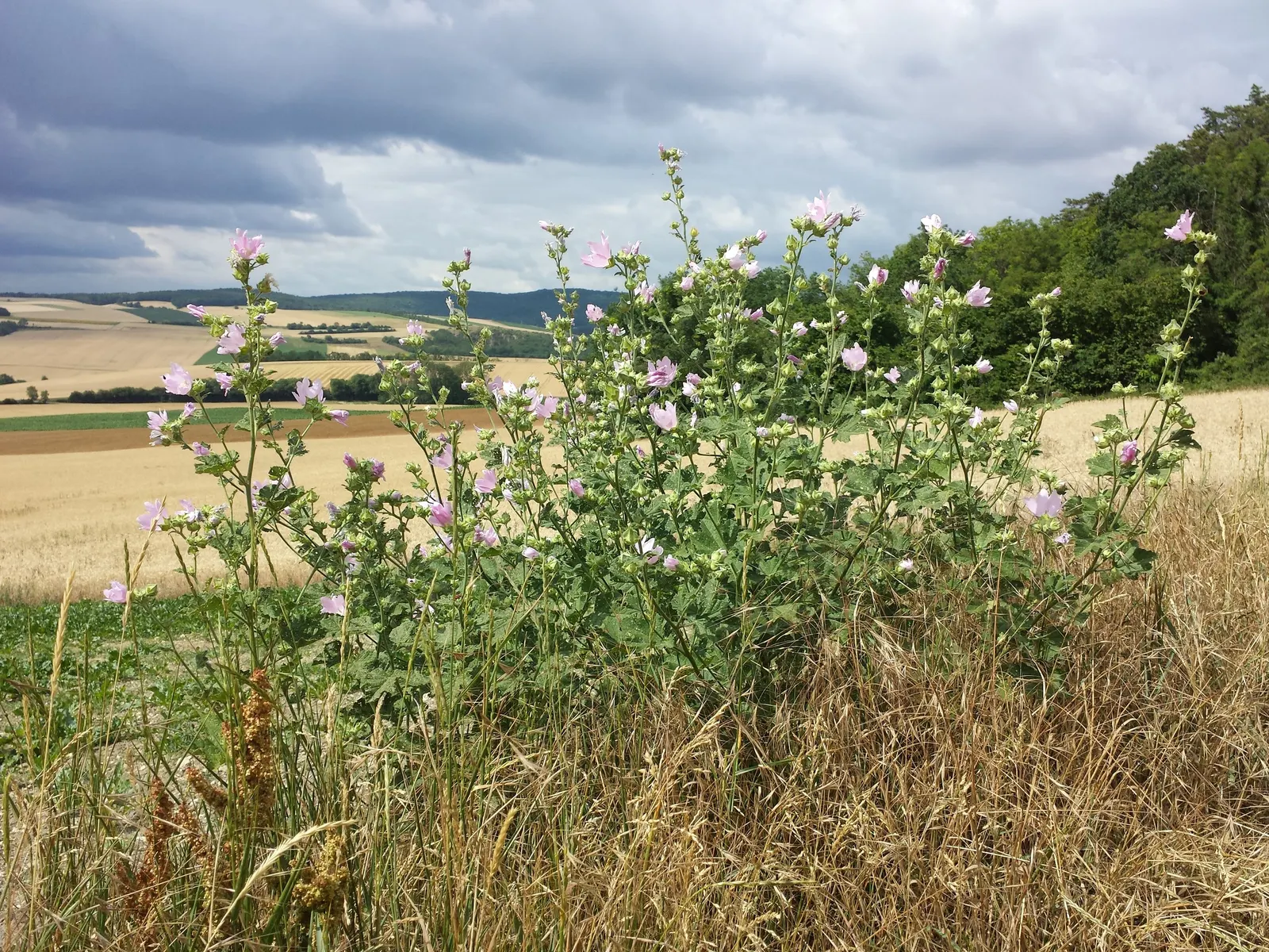 Thuringian Mallow (Lavatera Thuringiaca) — scientifically known as Lavatera thuringiaca; the Tomentose Tree Mallow, Lavatera thuringiaca, is a hardy
