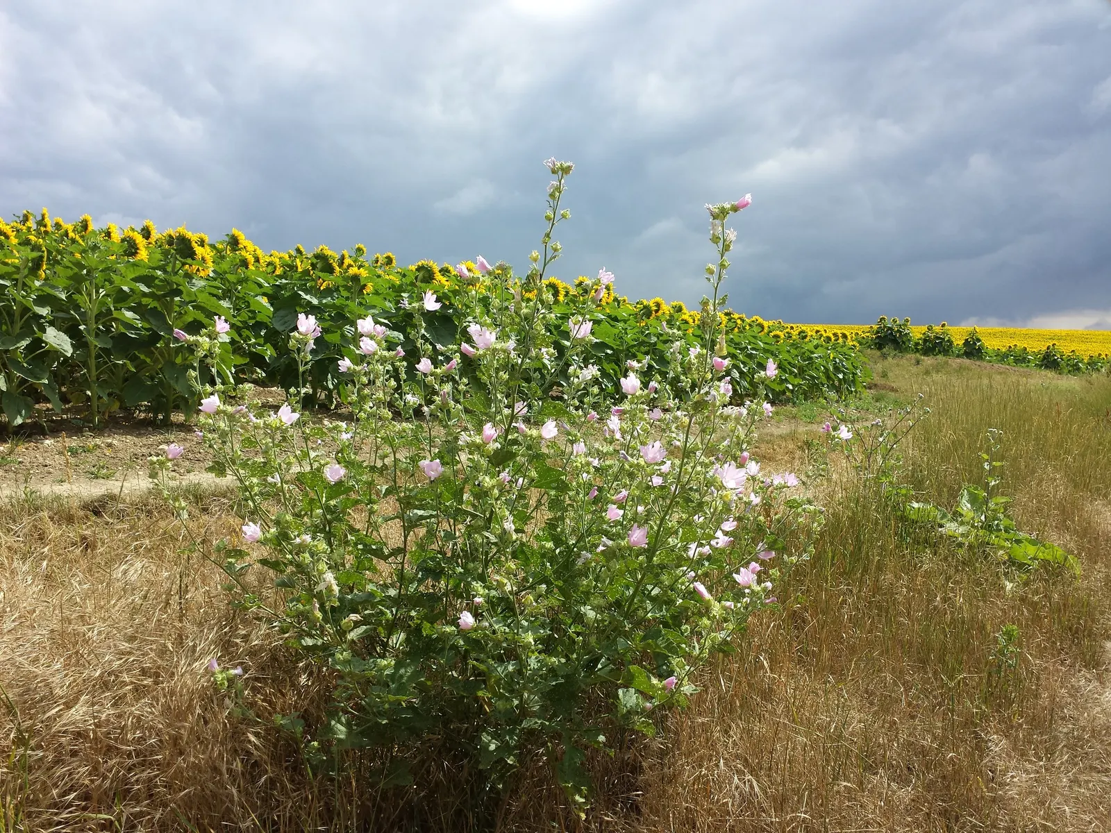 Thuringian Mallow (Lavatera Thuringiaca) — palmate leaves that exhibit a downy