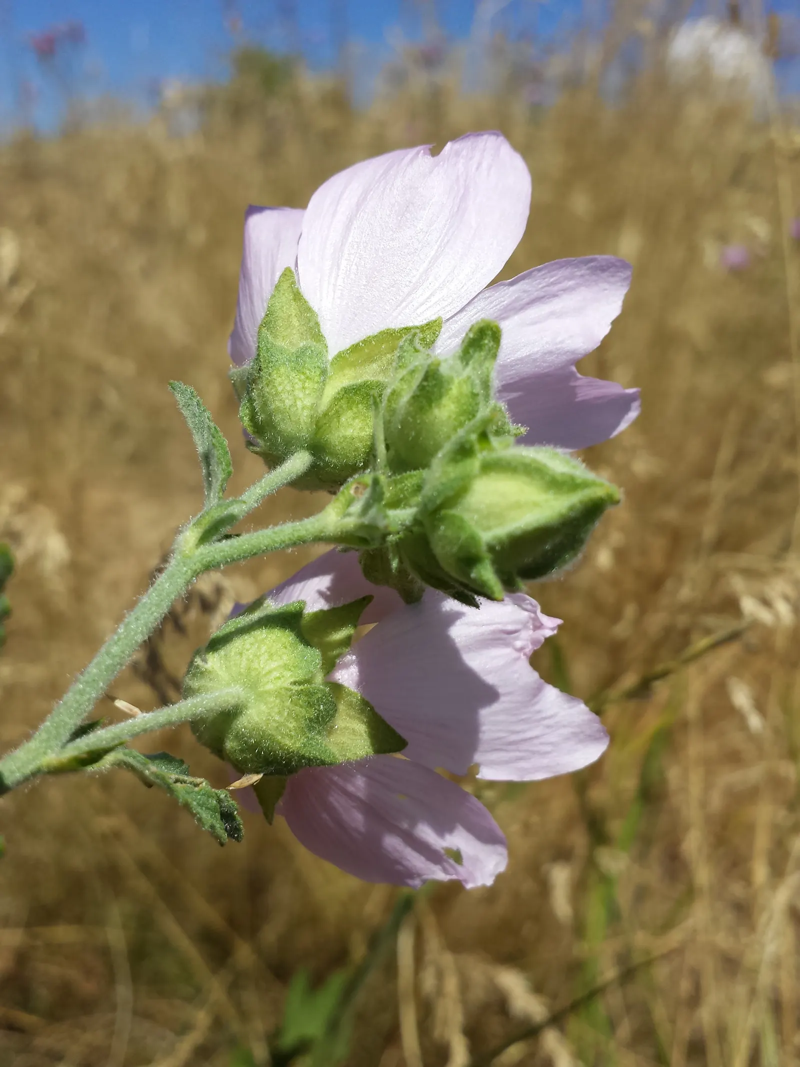 Thuringian Mallow (Lavatera Thuringiaca) — The Tomentose Tree Mallow; it is advisable to provide some shelter from strong winds to protect its tall stature
