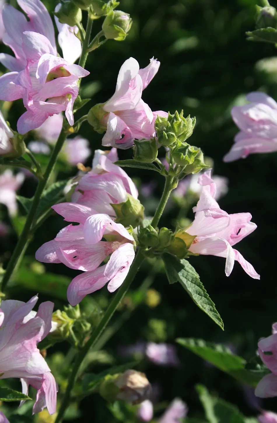 Thuringian Mallow (Lavatera Thuringiaca) — It is advisable to provide some shelter from strong winds to protect its tall stature