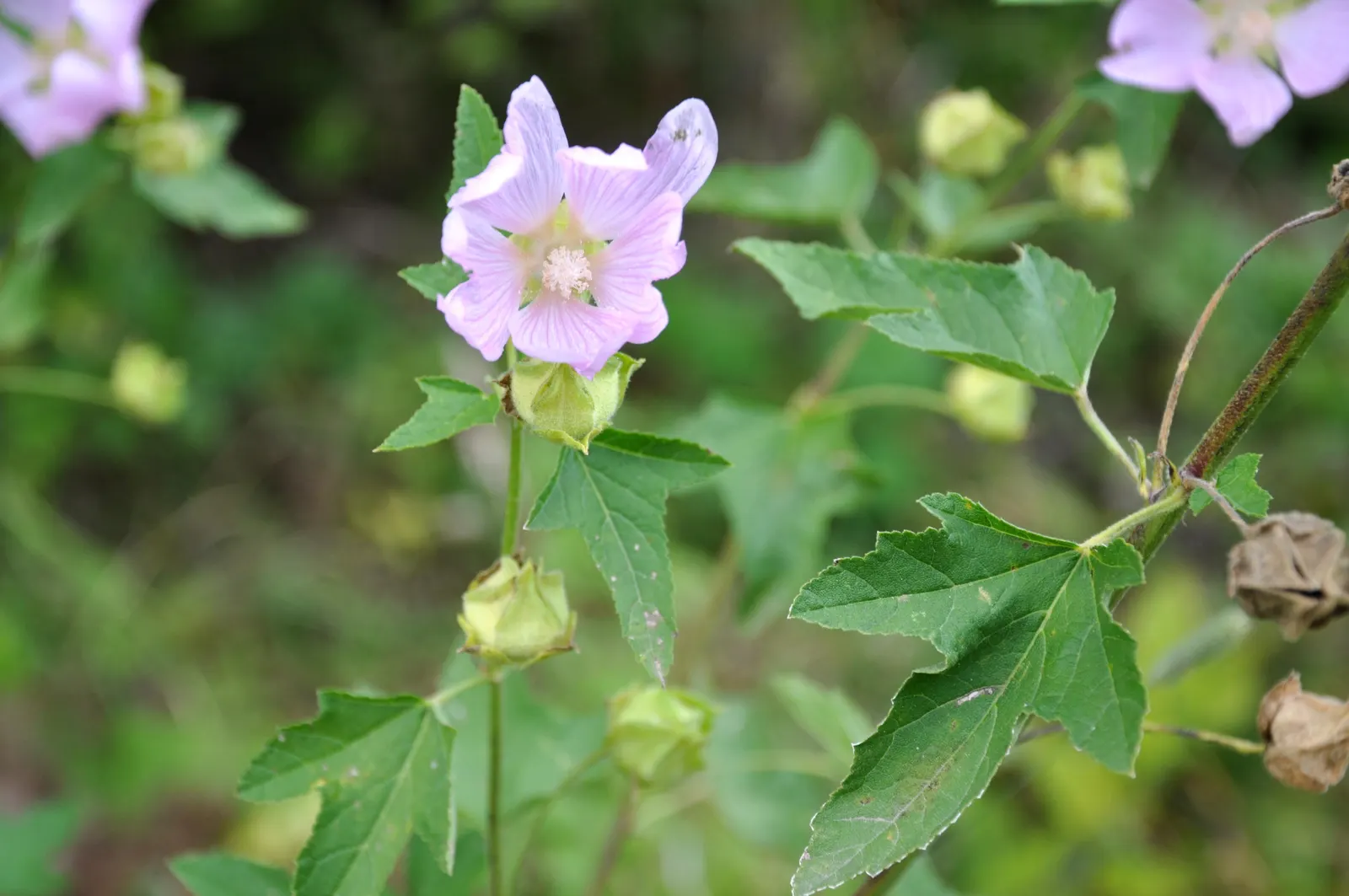 Thuringian Mallow (Lavatera Thuringiaca) — It reaches 5-8 ft tall, flourishing in full sun and well-drained soil; palmate leaves that exhibit a downy